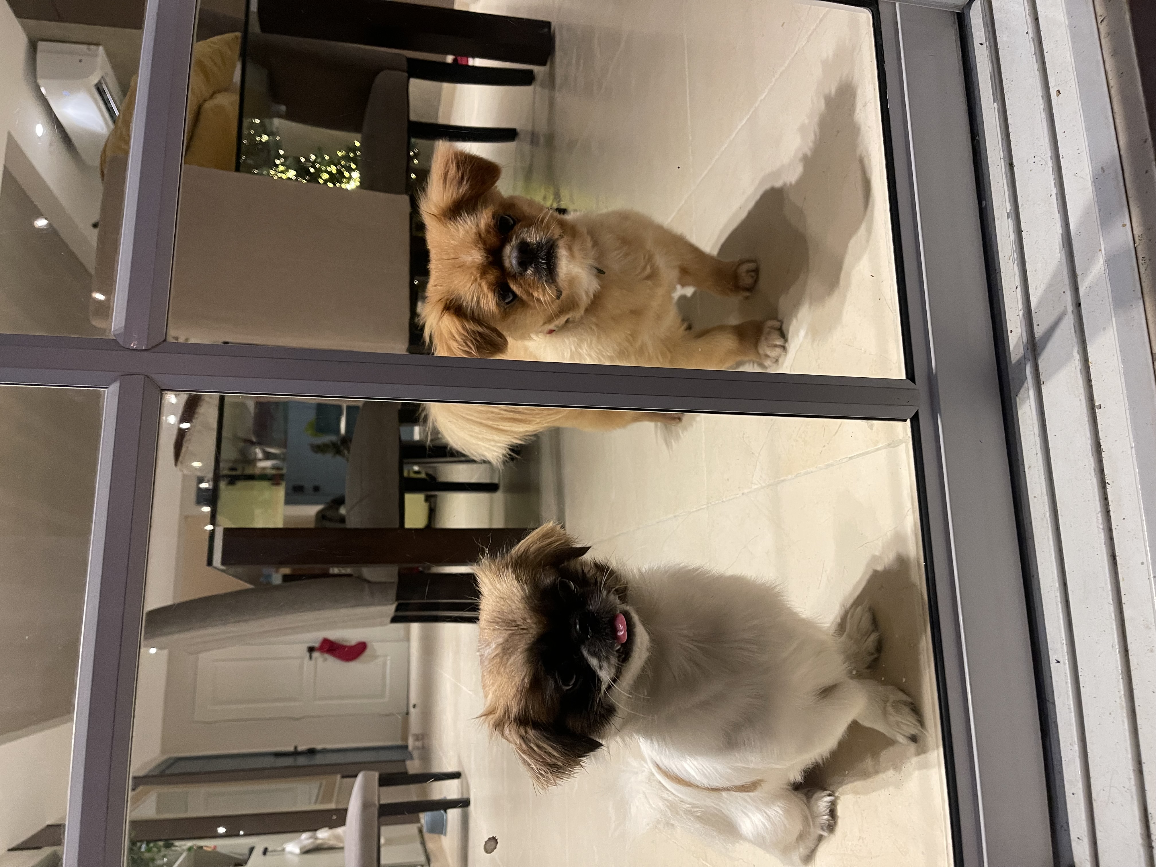animales y mascotas - Tierno cachorro macho pekinés / pequinés en venta 1