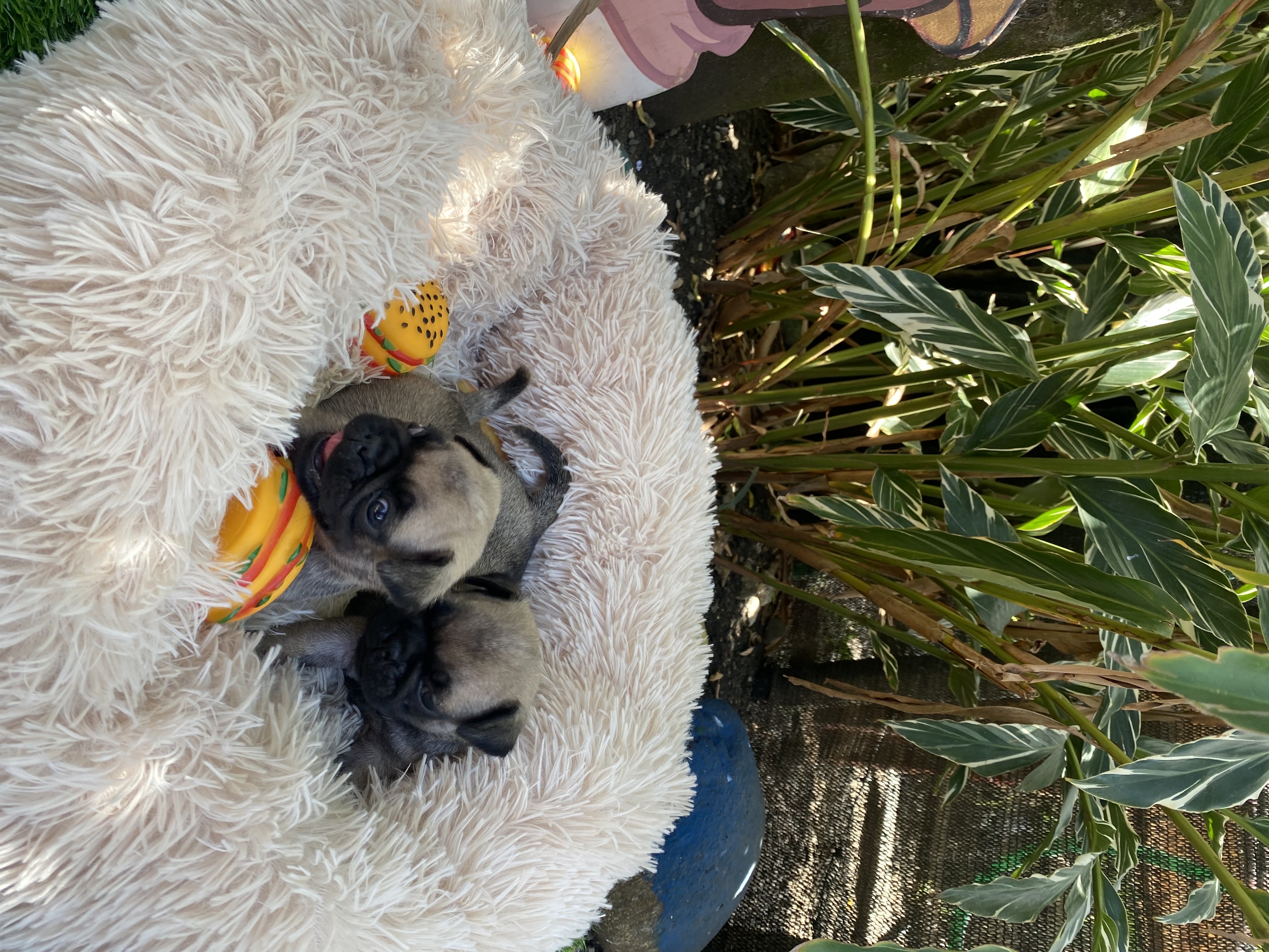 animales y mascotas - Pug 2