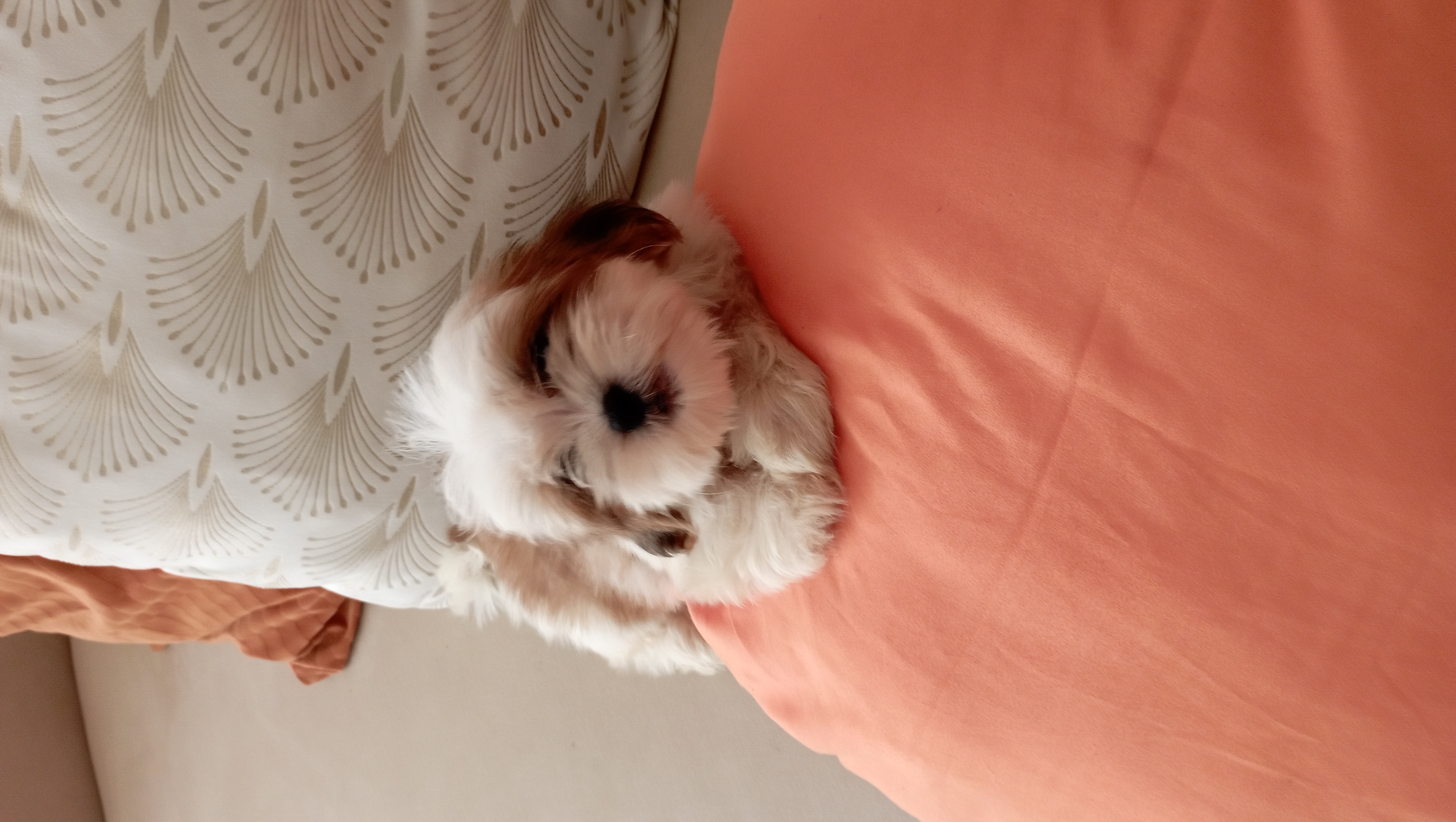 animales y mascotas - shipoo macho disponible  4
