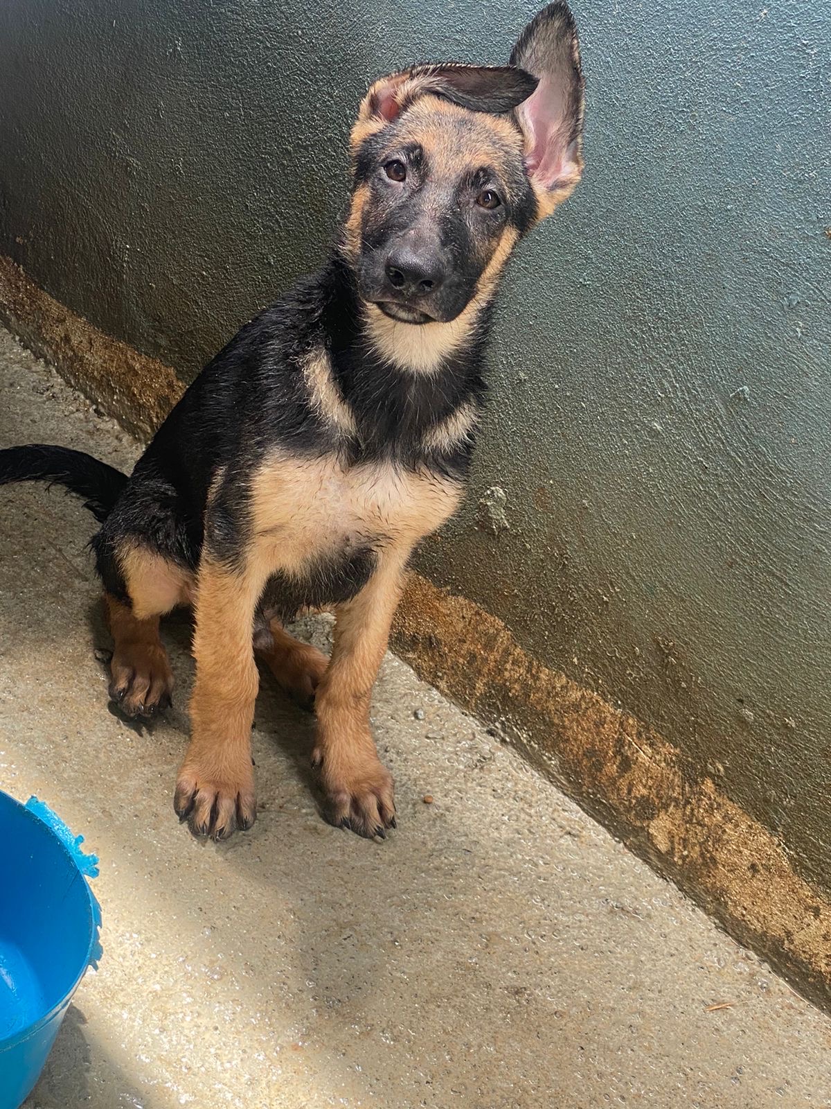 animales y mascotas - Perros Rottweilers en venta  0