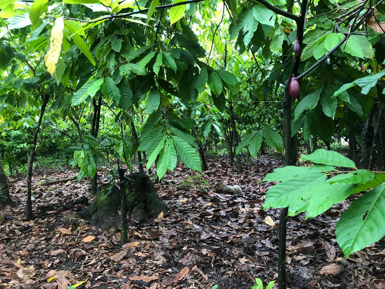 solares y terrenos - VENTA DE FINCA EN HATO NUEVO, PEDRO BRAND  6