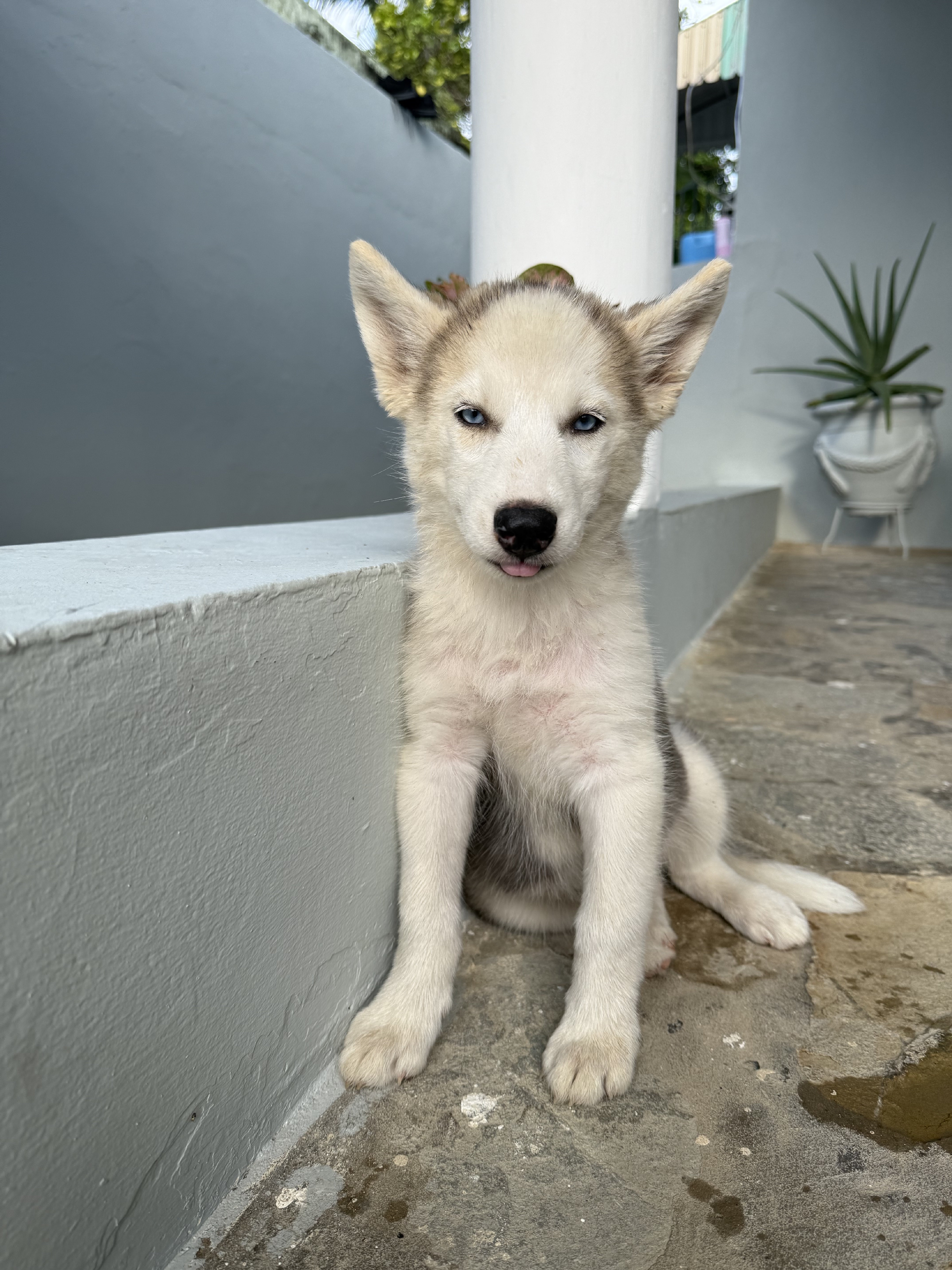 animales y mascotas - Huskye  1