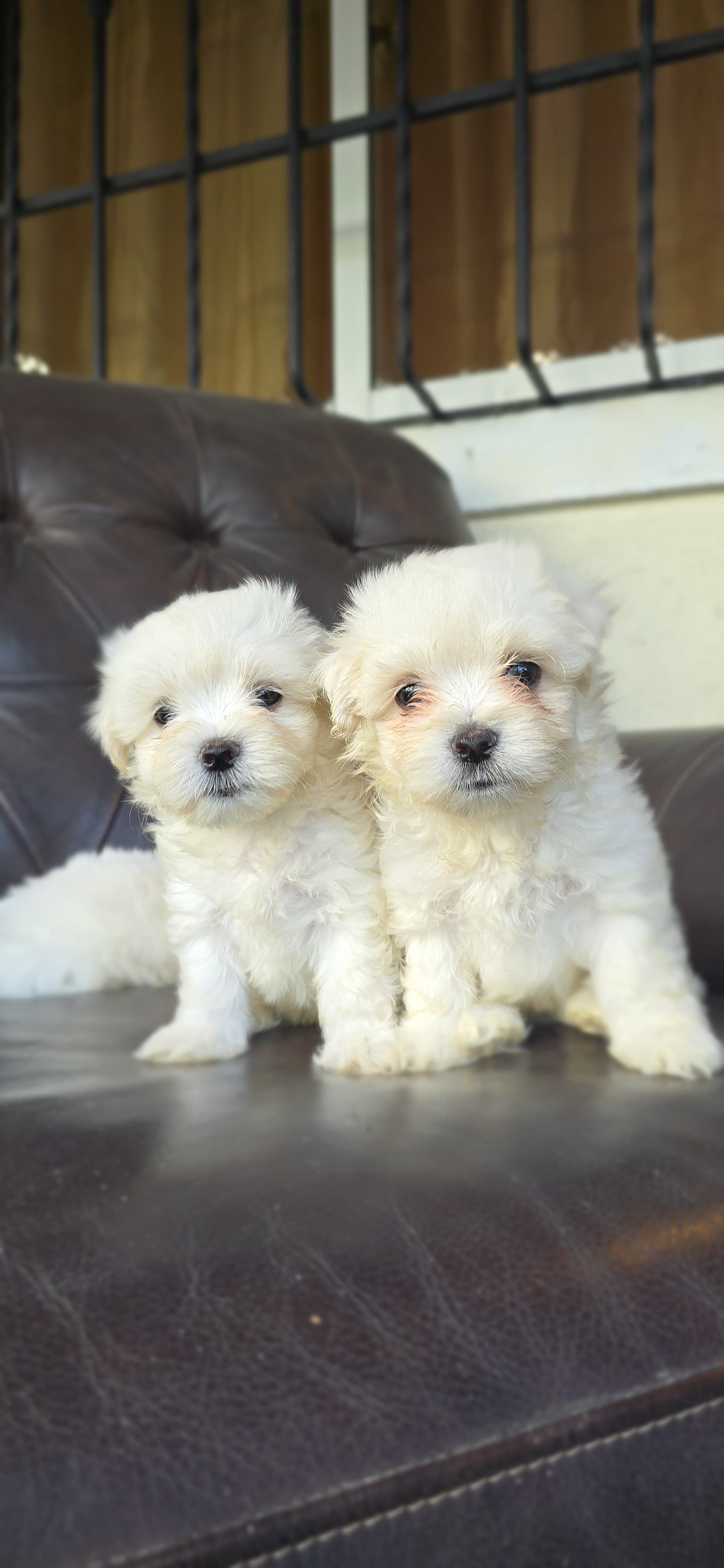 animales y mascotas - Venta de Cachorros Maltés Blancos  4