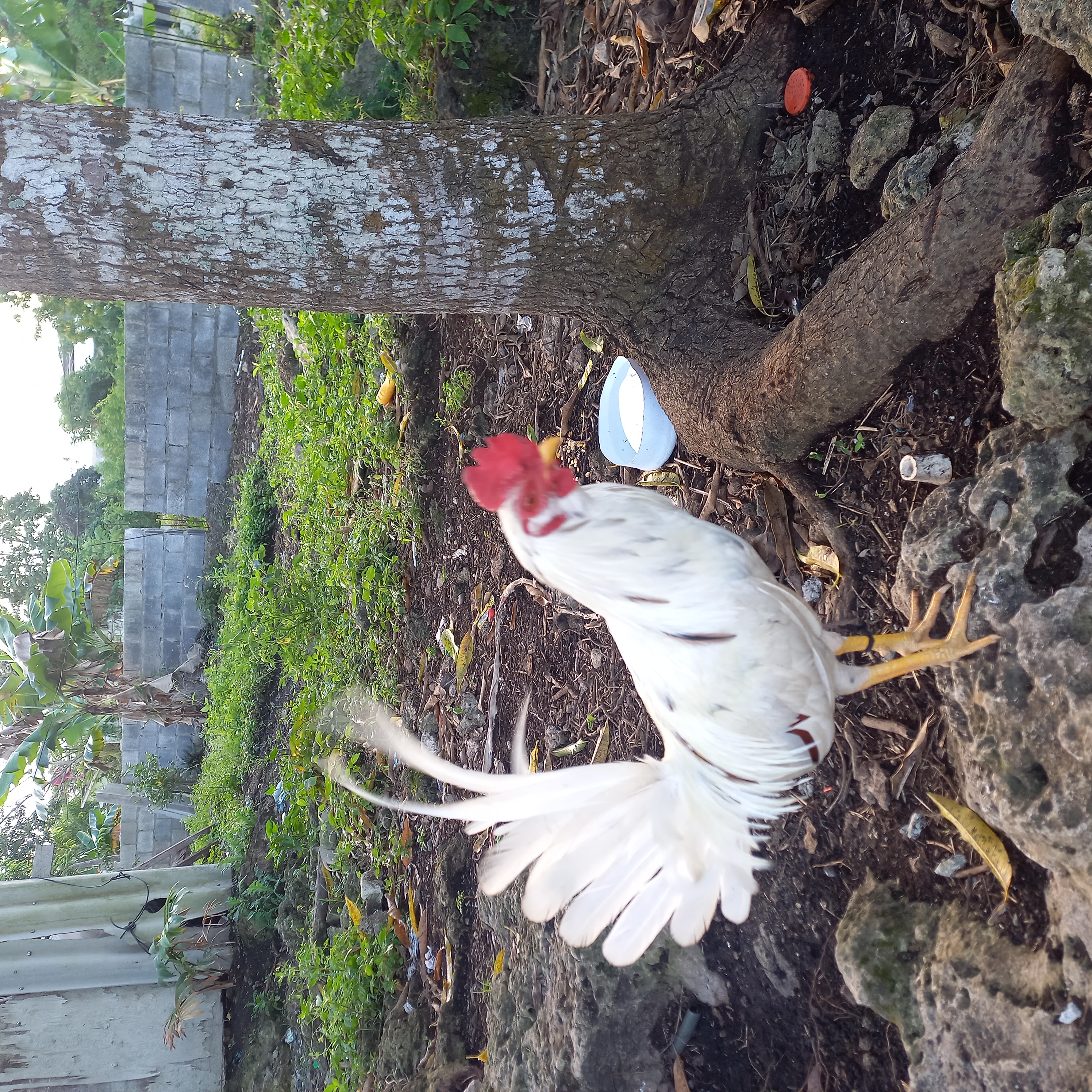 animales y mascotas - Gallo fino y cortador. 2