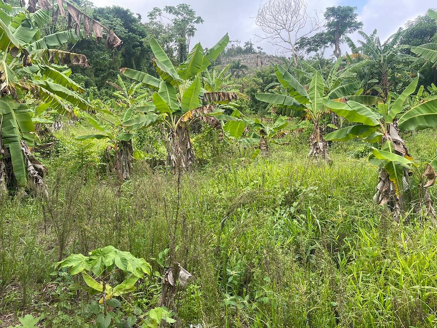 solares y terrenos - Venta de Terreno en Las Terrenas  0