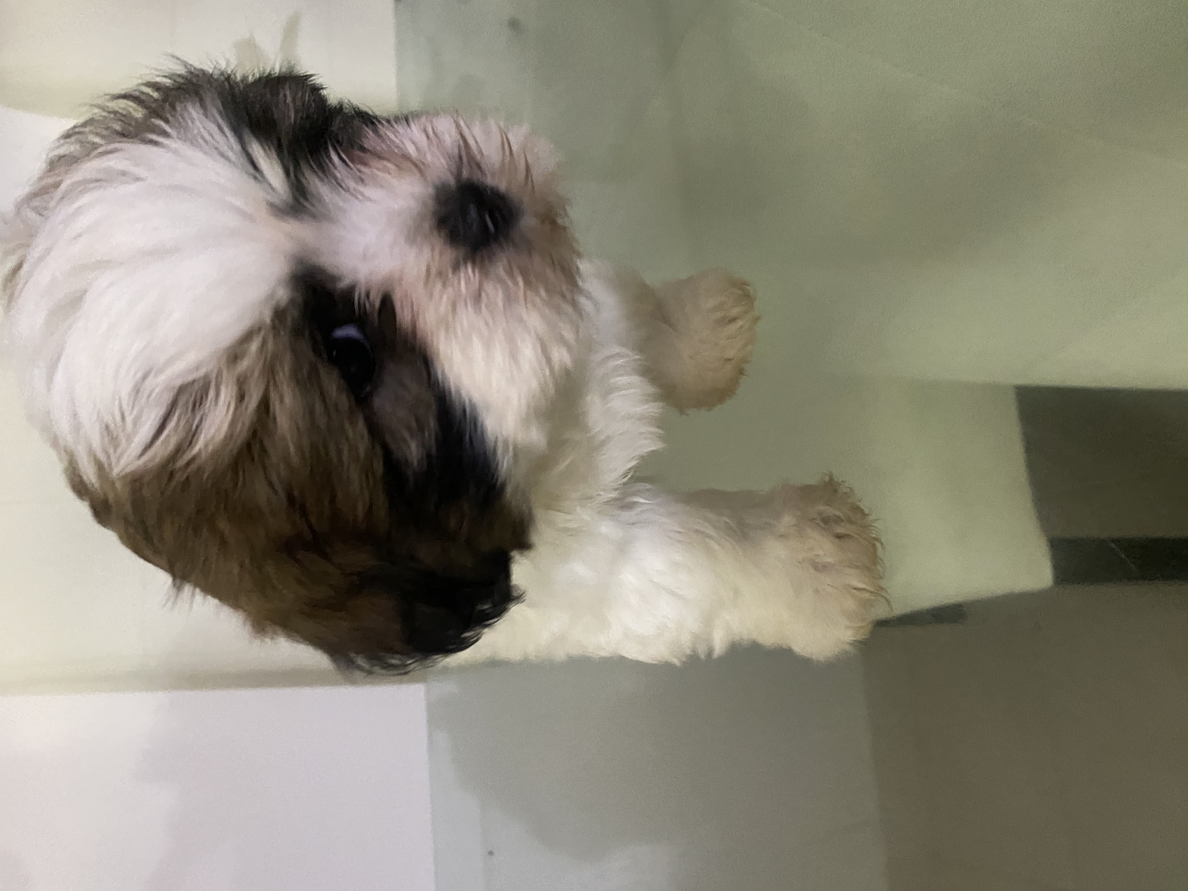 animales y mascotas - Vendo perritos cachorros hembras -padre ShitZu  2