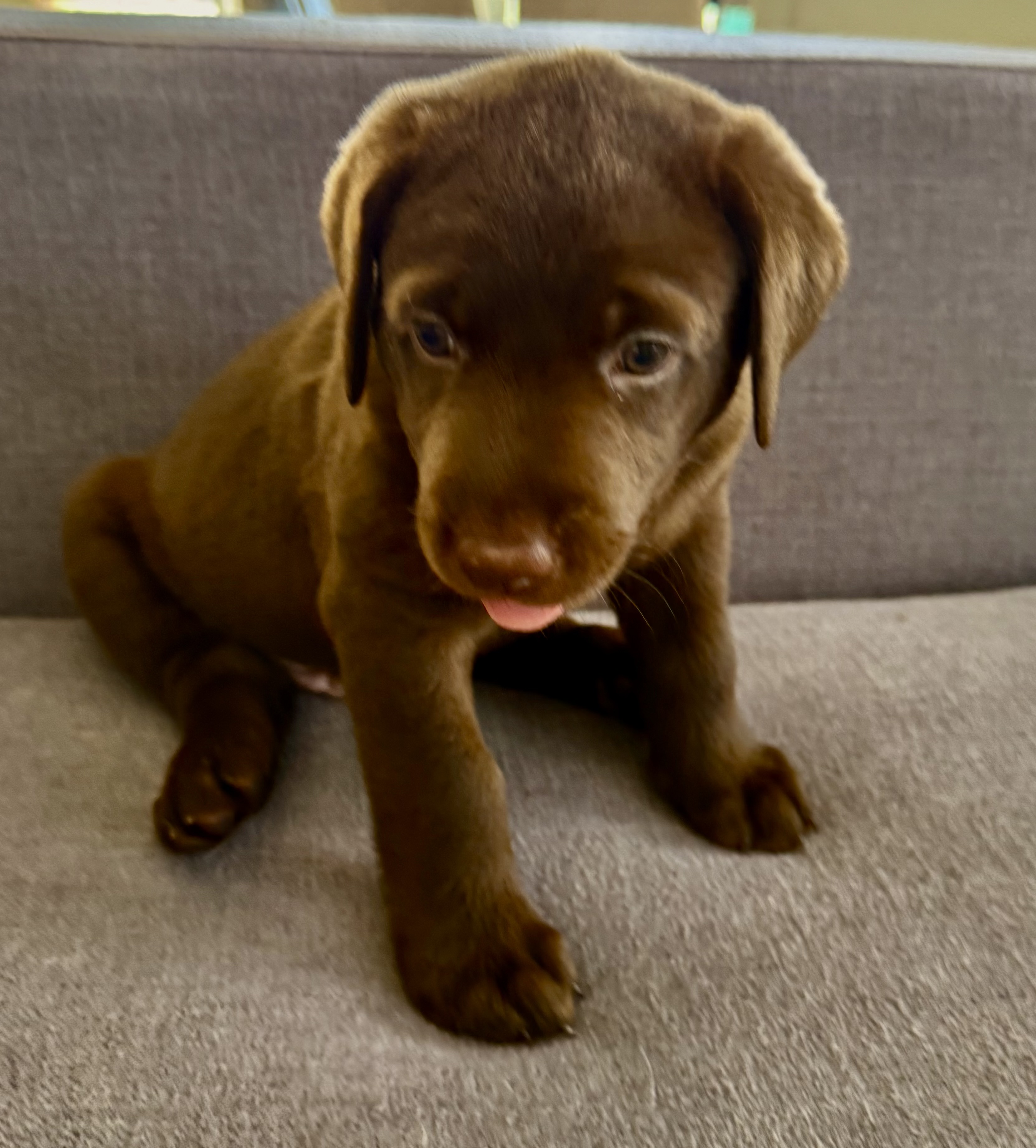 animales y mascotas - Cachorros Labrador  5