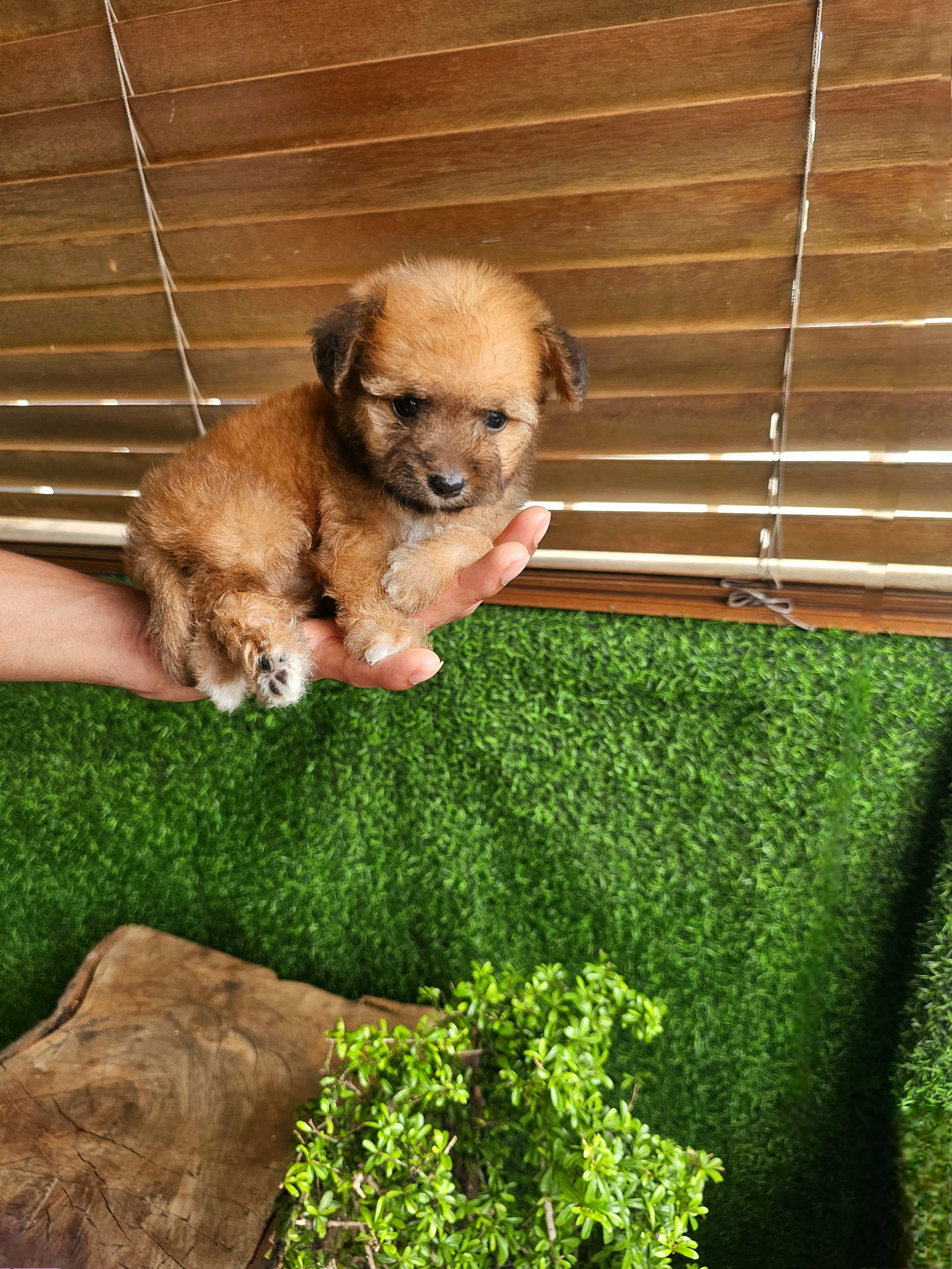 animales y mascotas - Poodle mix mariposa  1