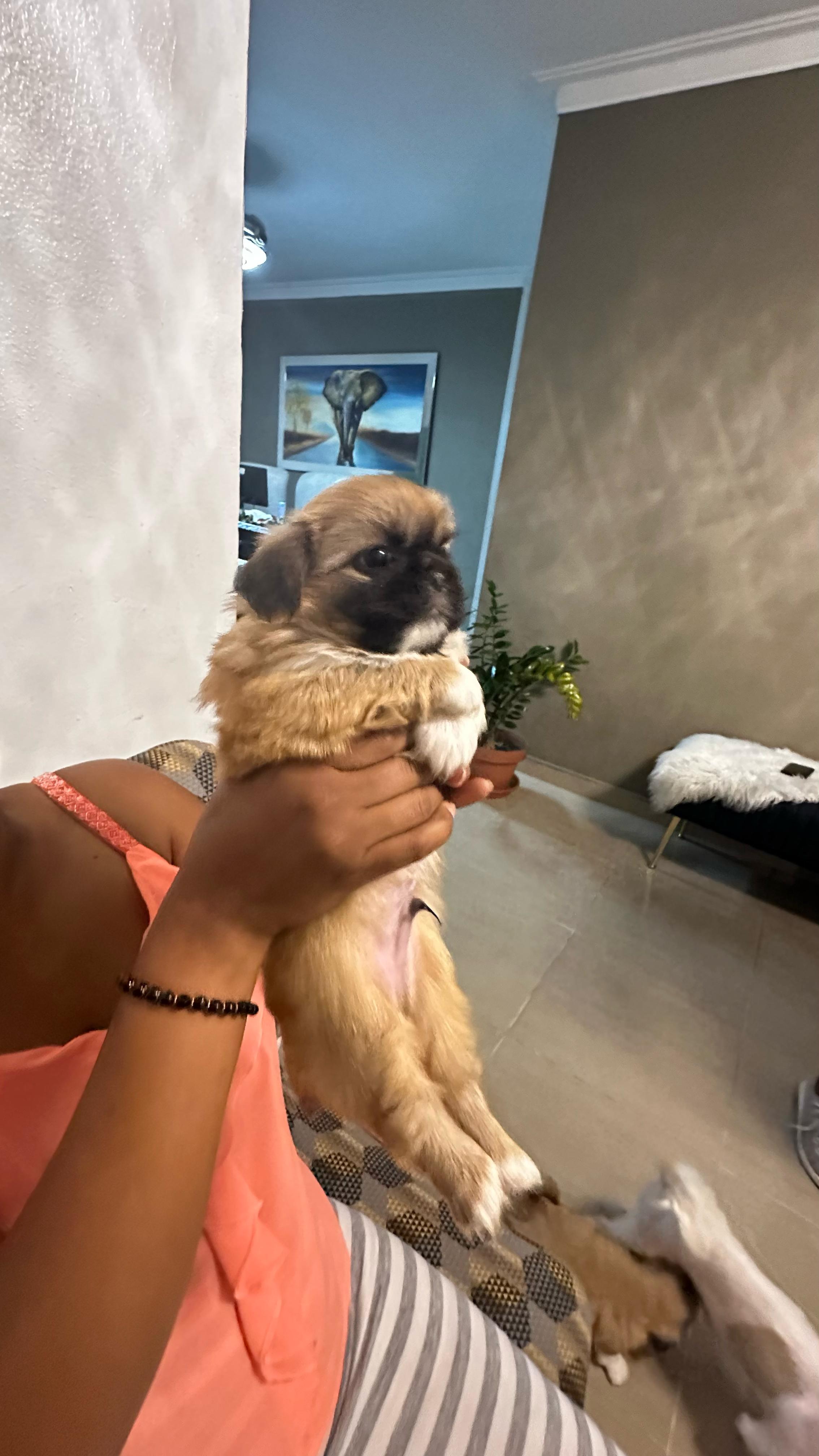 animales y mascotas - Tierno cachorro macho pekinés / pequinés en venta 2