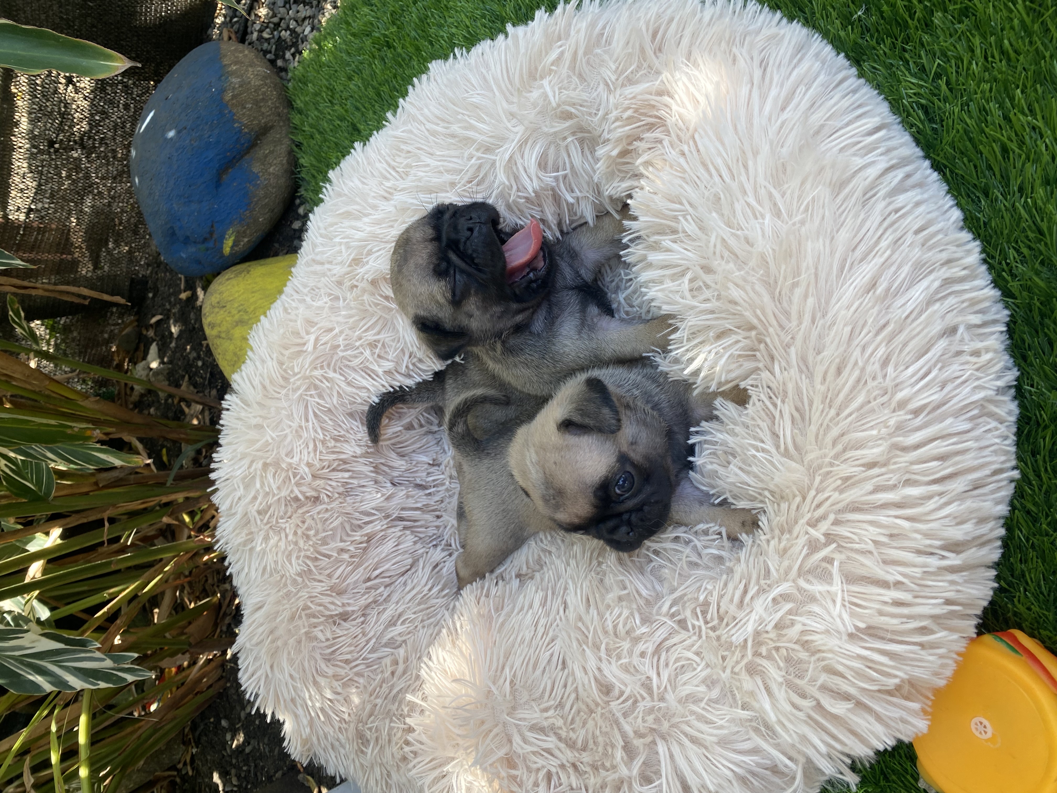 animales y mascotas - Pug 3
