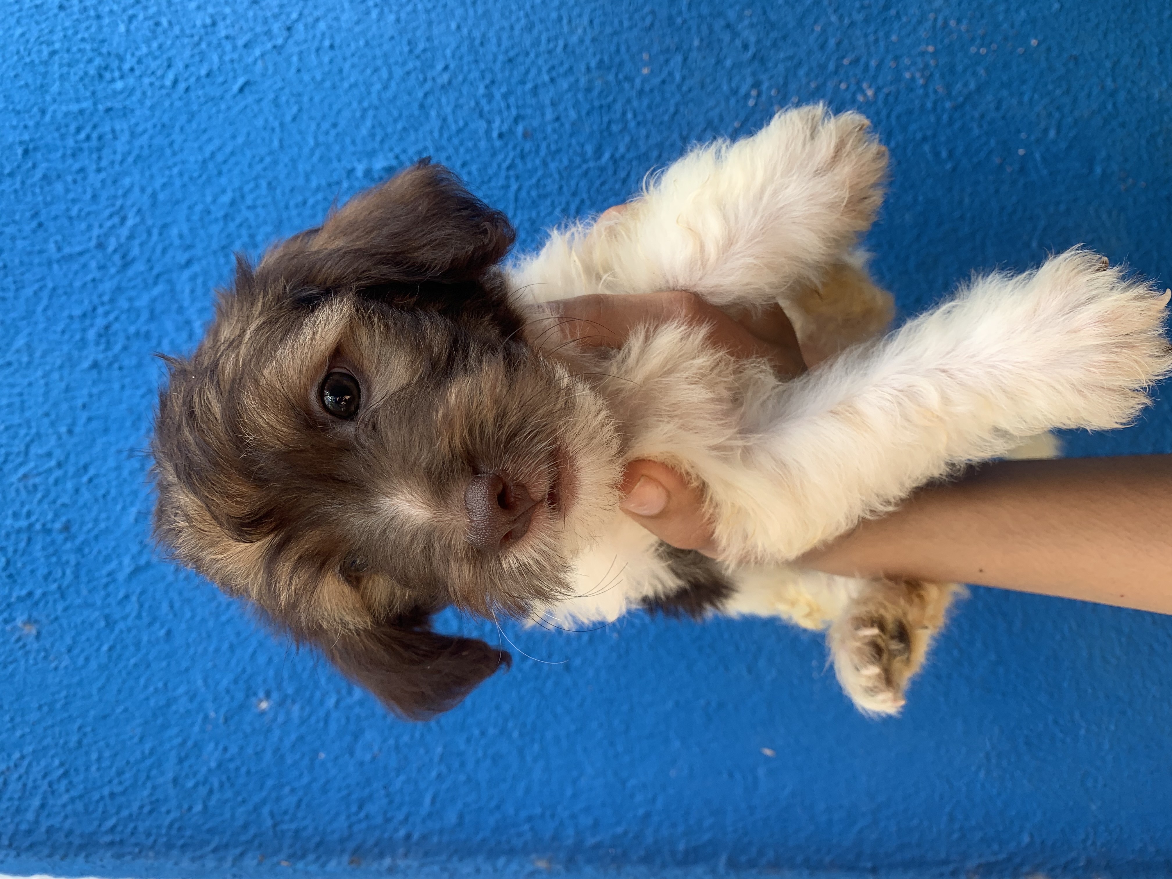 animales y mascotas - perro poodle peluche! 🥰 0