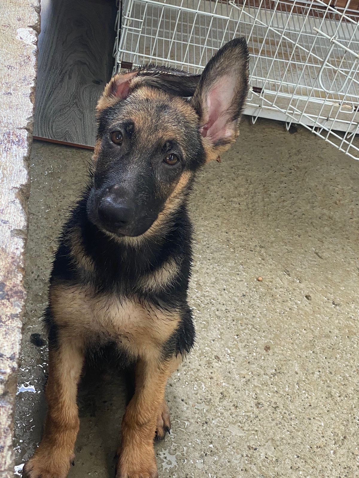 animales y mascotas - Perros Rottweilers en venta  1