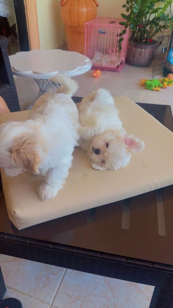 animales y mascotas - Shih tzu hembra y macho. Dog, pet, mascotas, cachorro, perro, shihtzu, chizu, 0