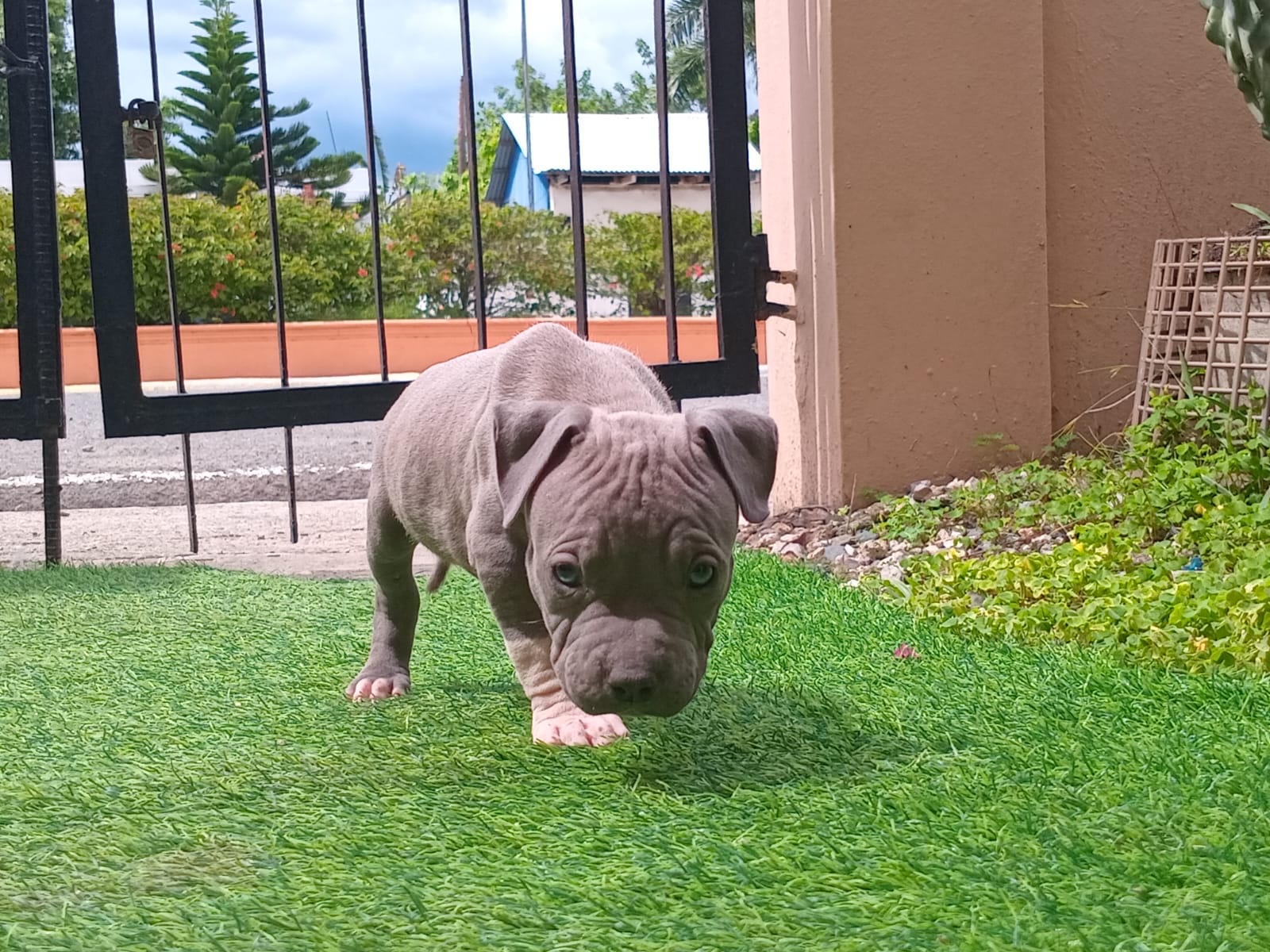 animales y mascotas - Pit bull  6