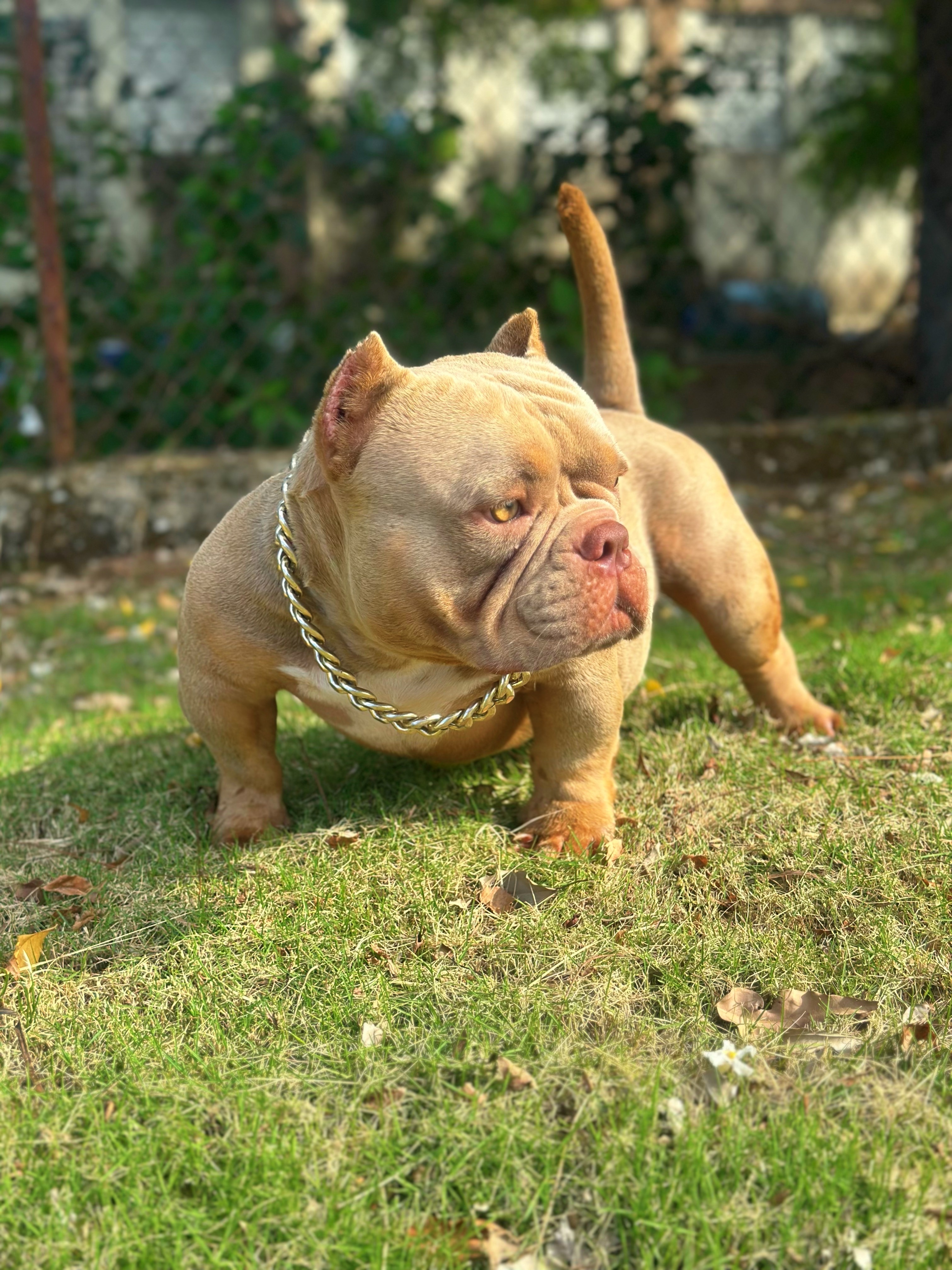 animales y mascotas - American BULLY Micro con PEDIGREE 0