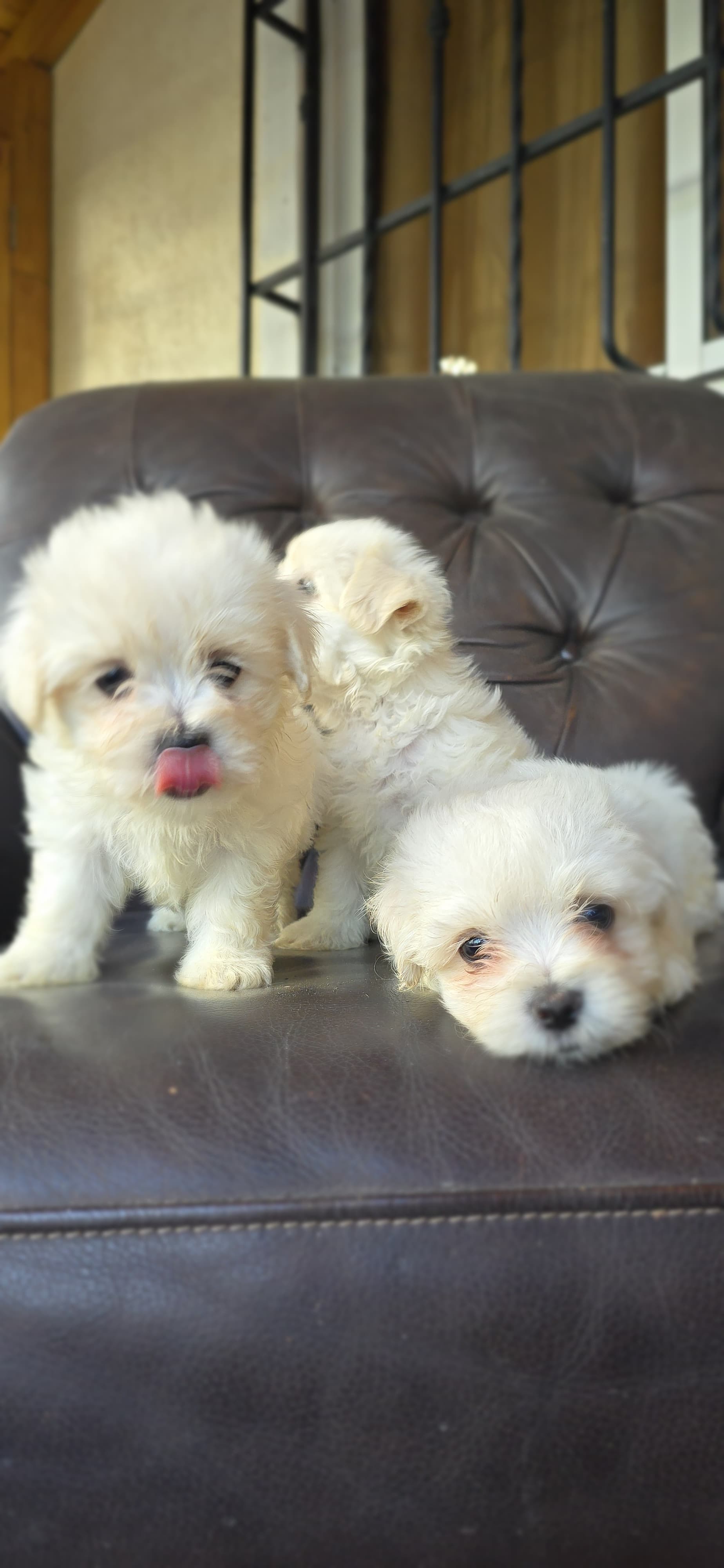 animales y mascotas - Venta de Cachorros Maltés Blancos  5