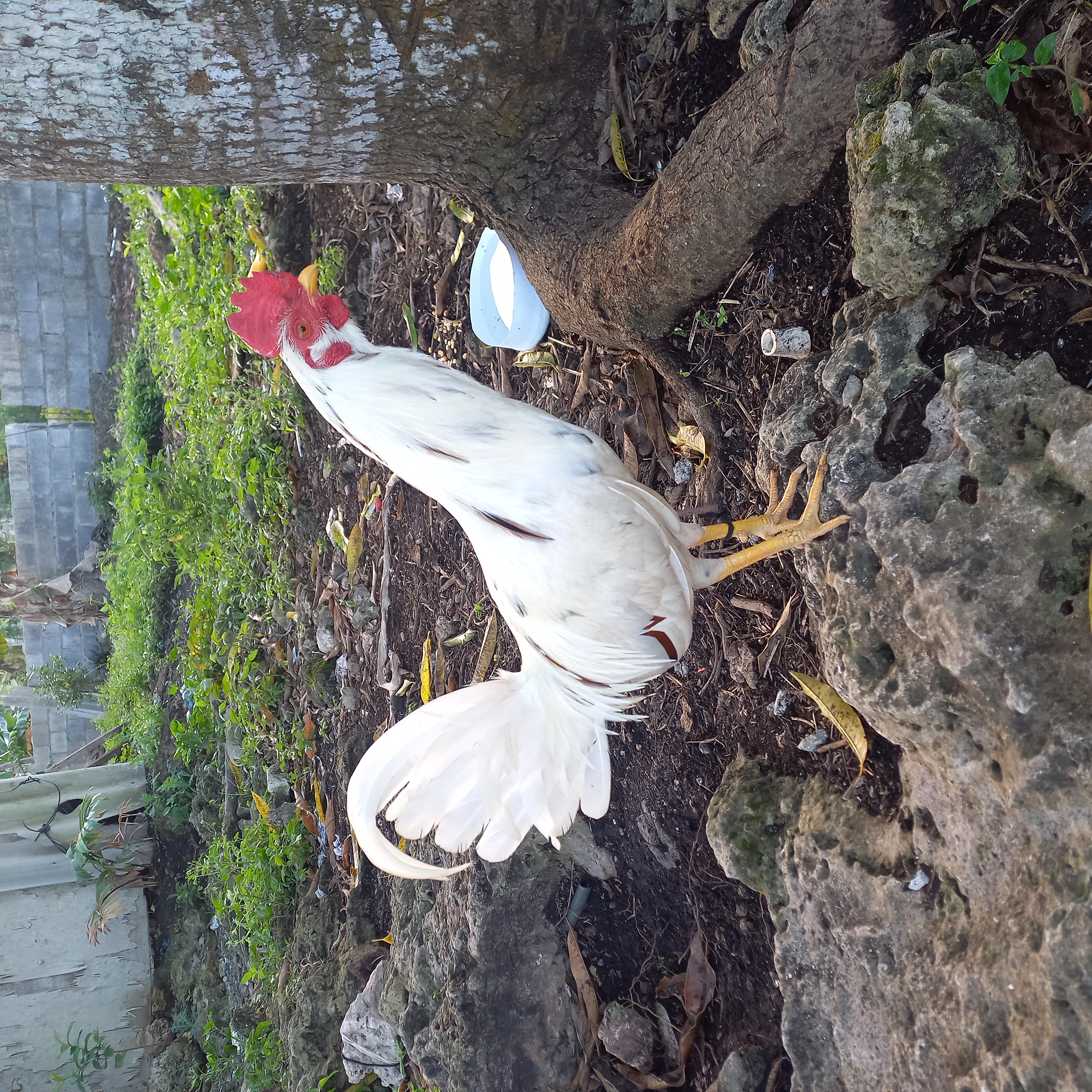 animales y mascotas - Gallo fino y cortador. 3