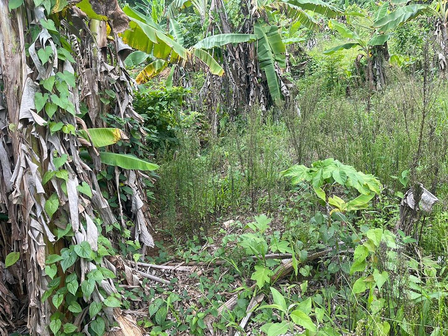 solares y terrenos - Venta de Terreno en Las Terrenas  1
