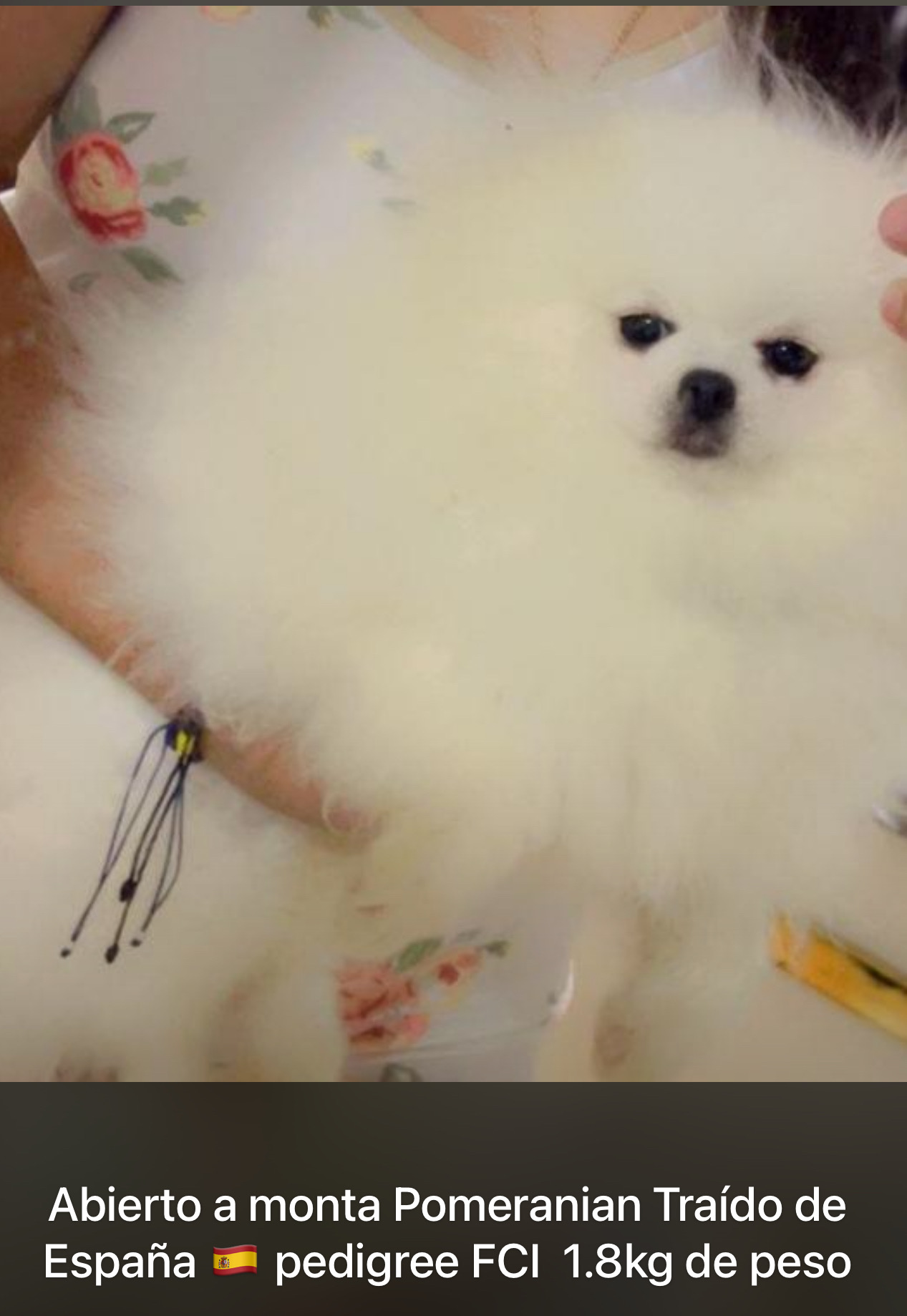animales y mascotas - Pomerania padrote