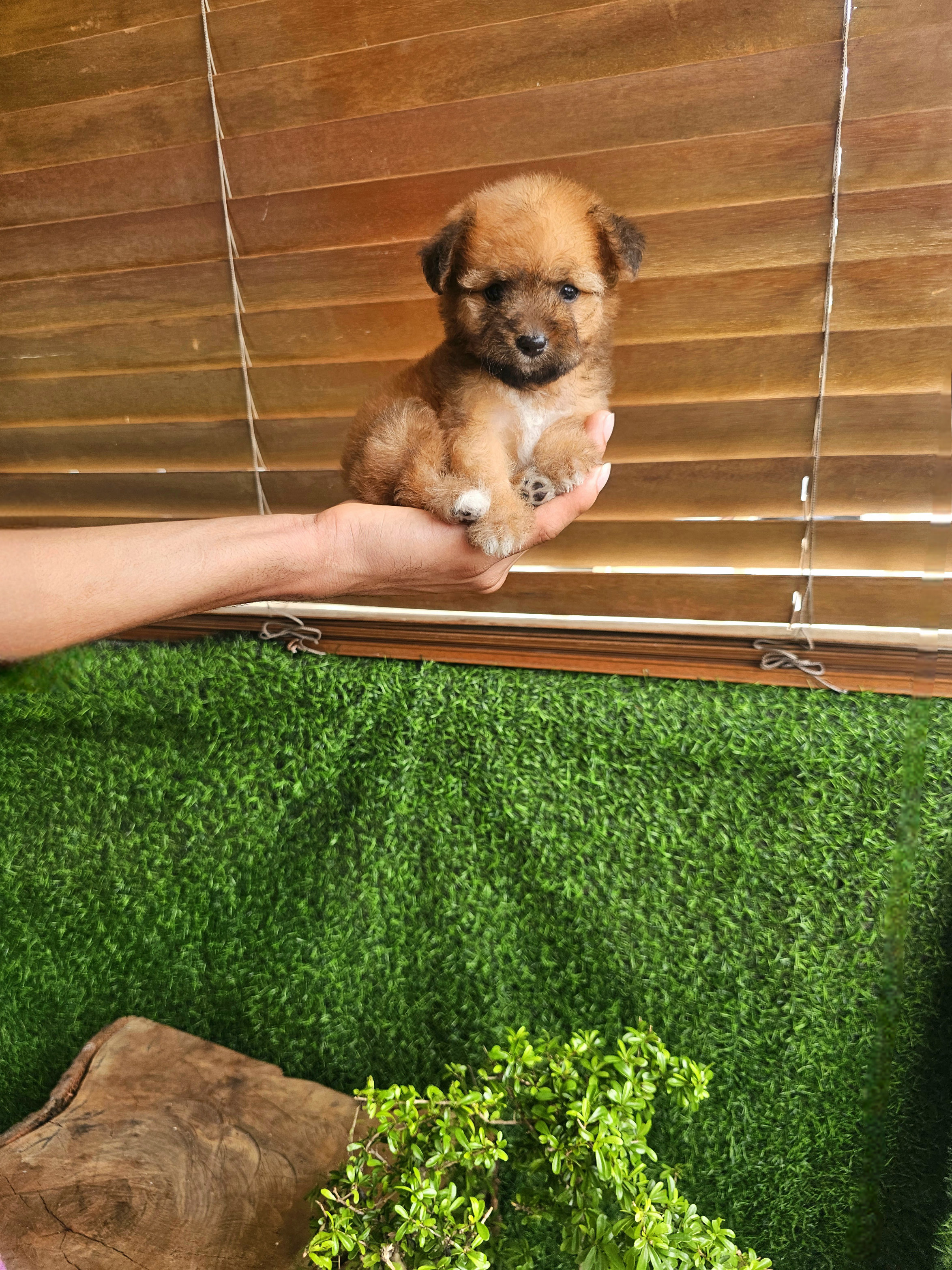 animales y mascotas - Poodle mix mariposa  2