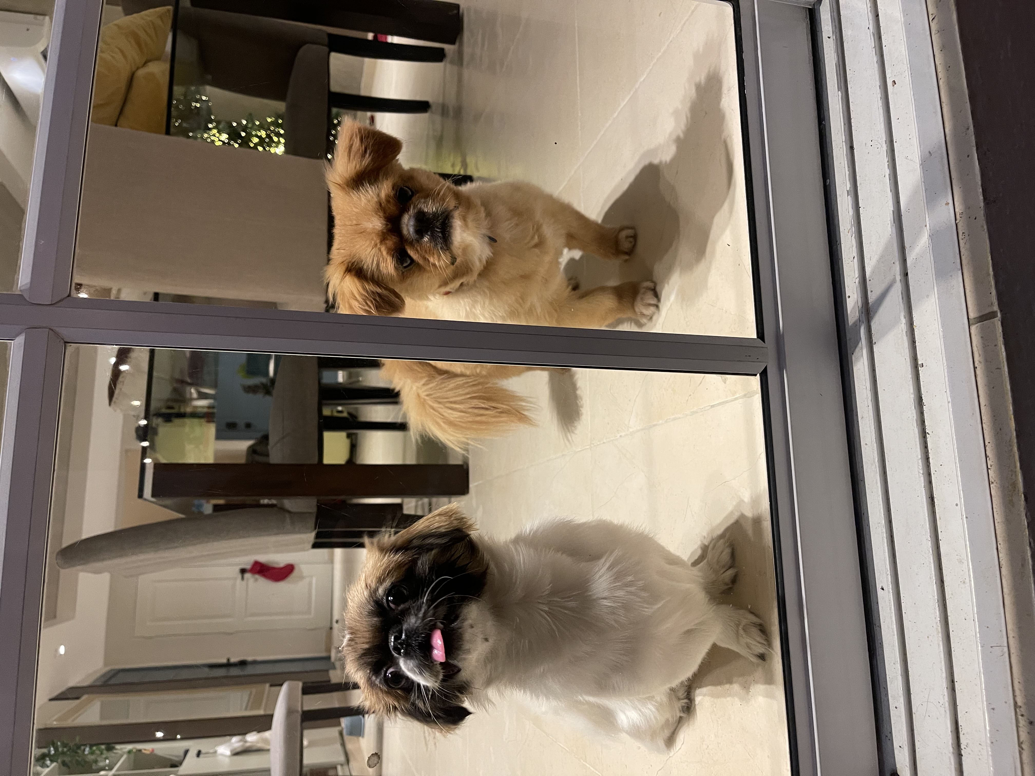 animales y mascotas - Tierno cachorro macho pekinés / pequinés en venta 3
