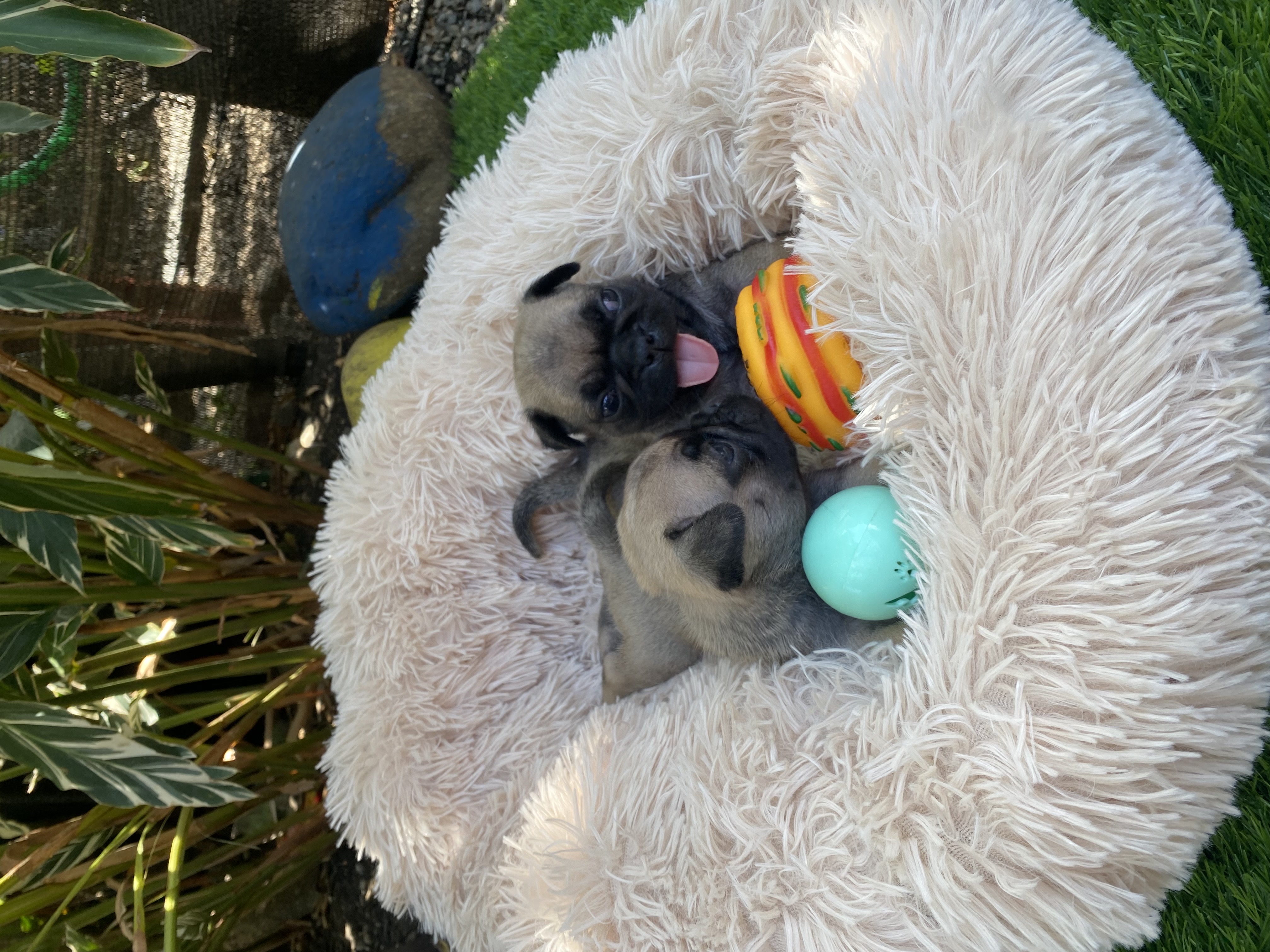 animales y mascotas - Pug 4