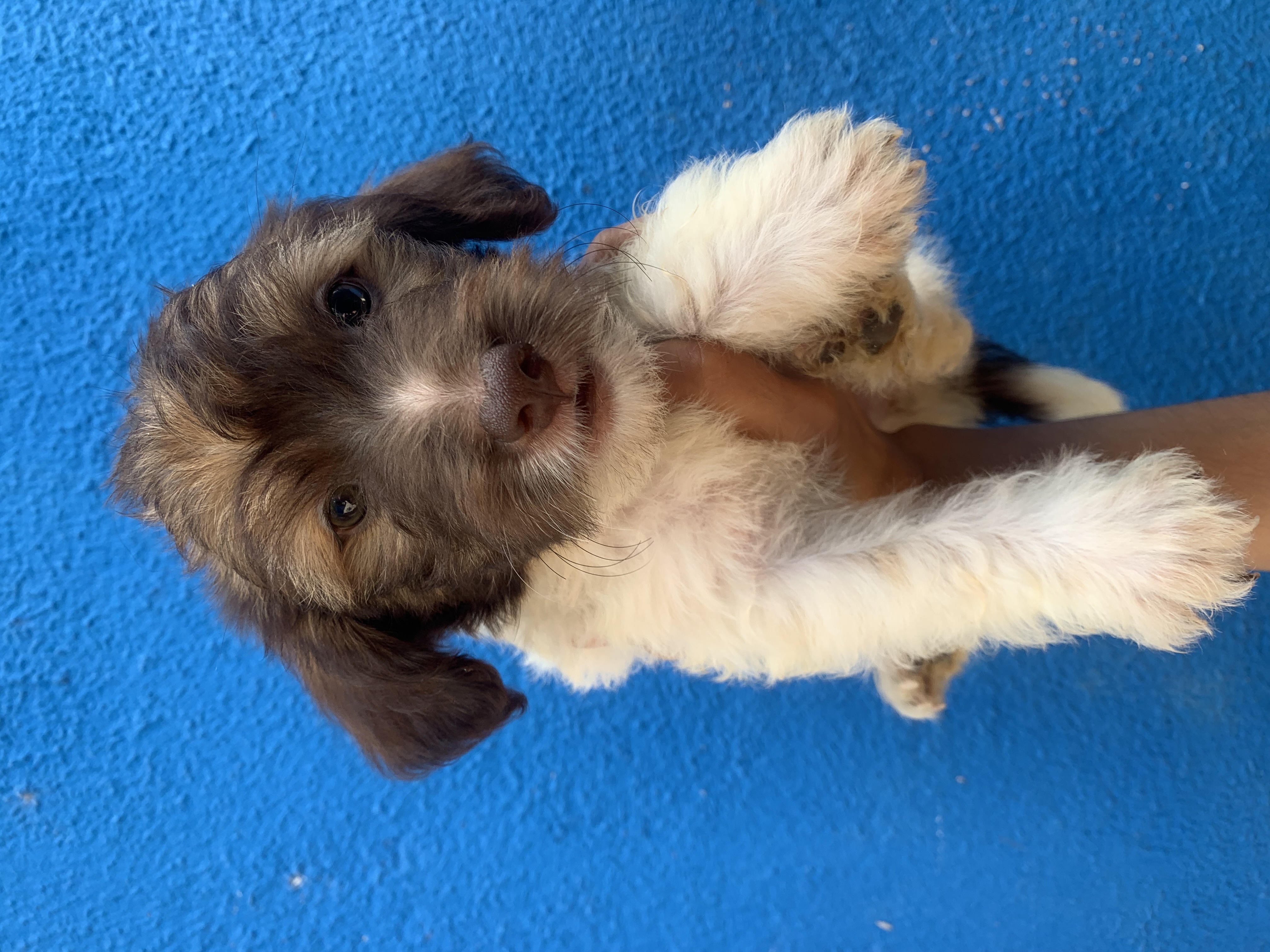 animales y mascotas - perro poodle peluche! 🥰 1