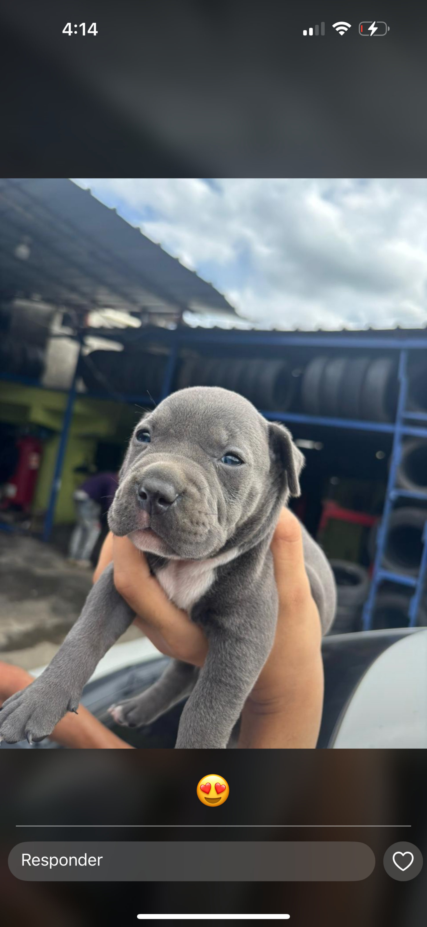 animales y mascotas - pitbull american con blue 1