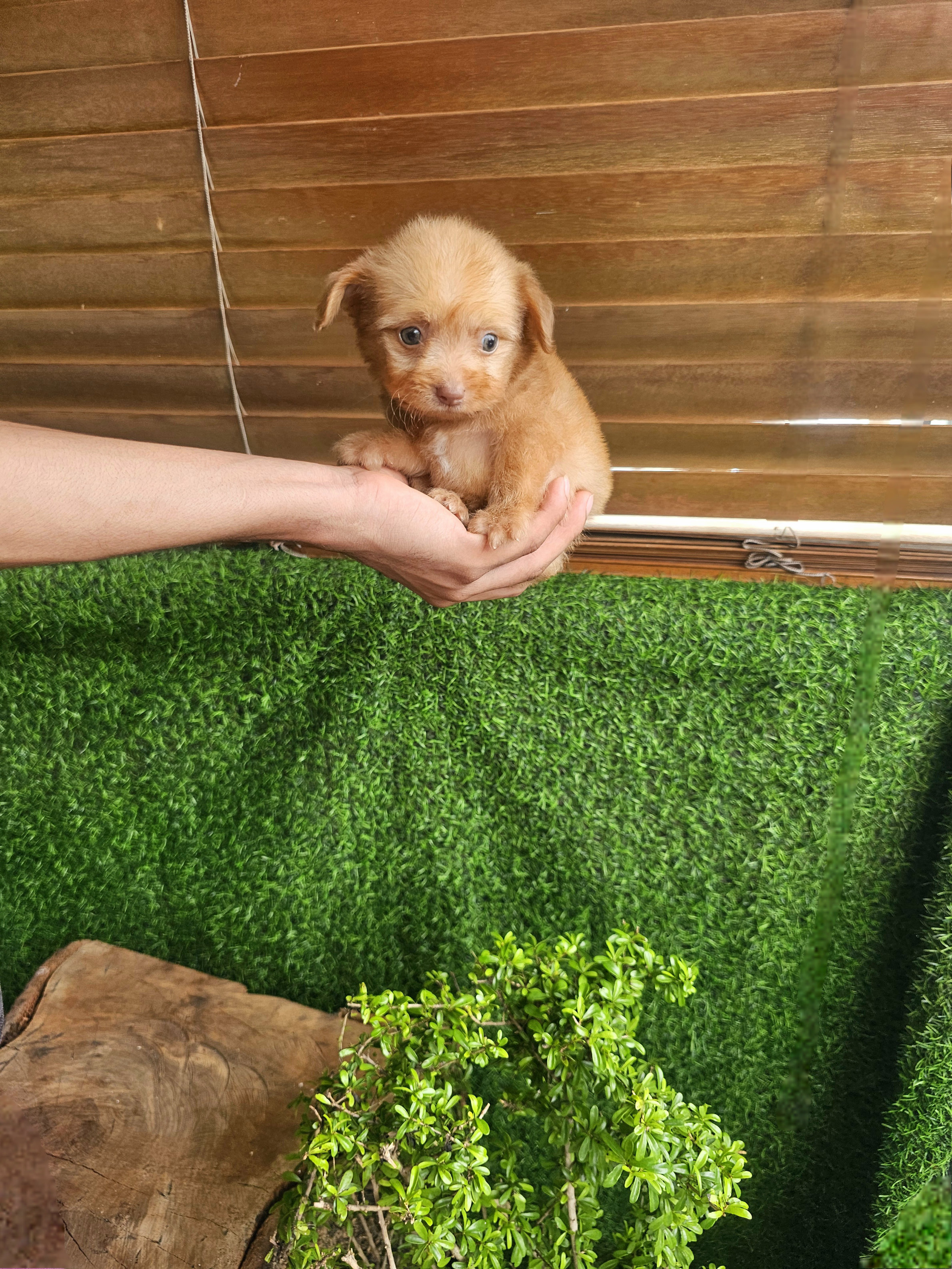 animales y mascotas - Poodle mix mariposa  3