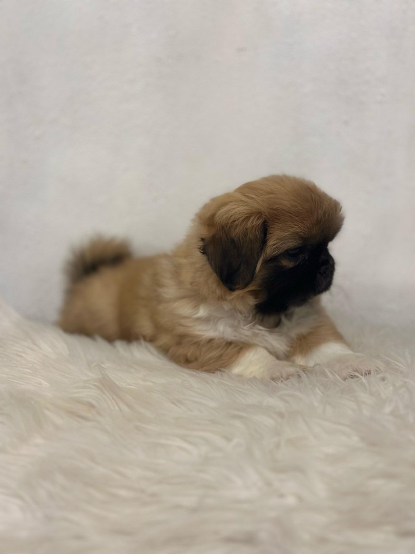 animales y mascotas - Tierno cachorro macho pekinés / pequinés en venta 4
