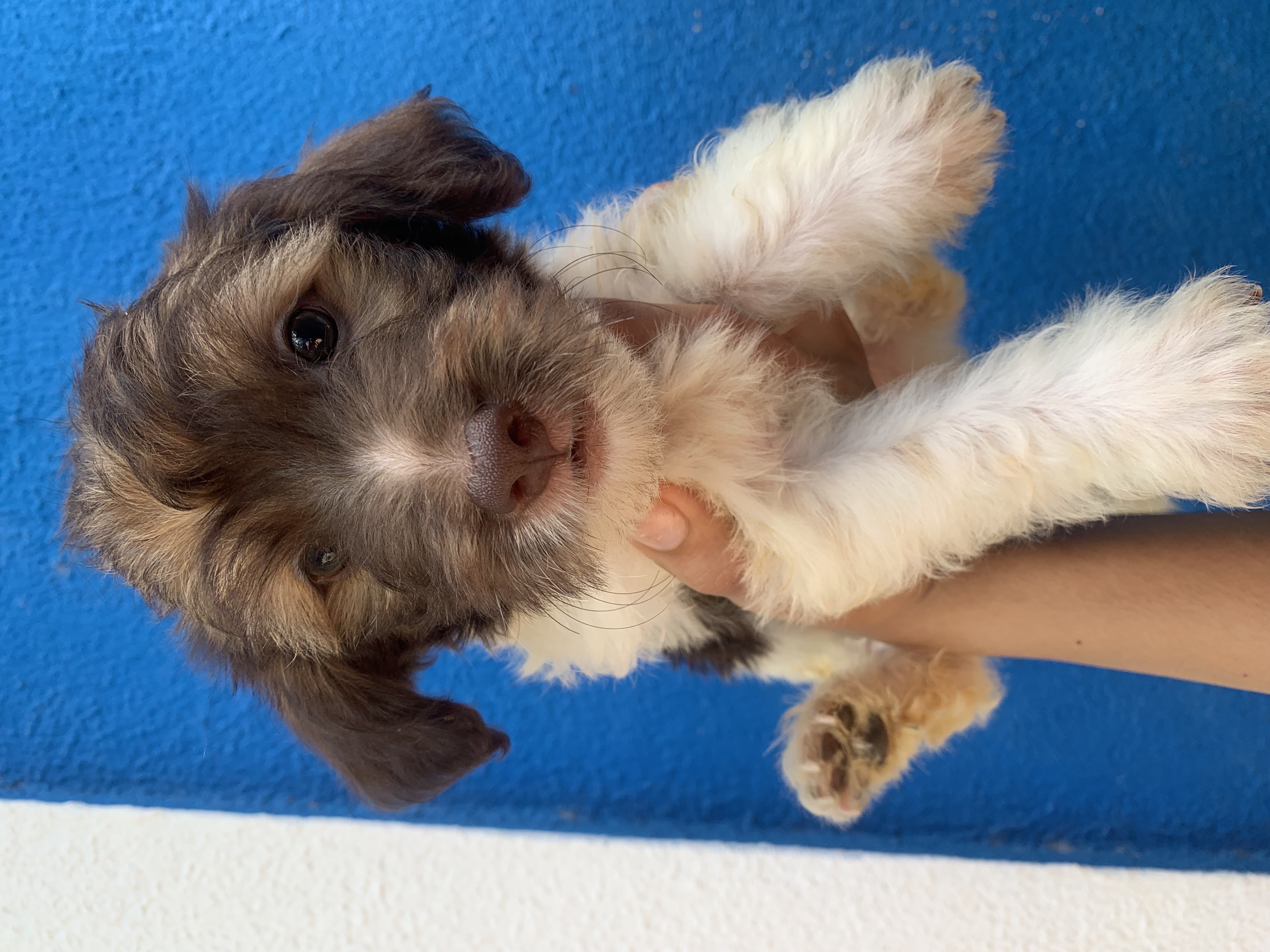 animales y mascotas - perro poodle peluche! 🥰 2