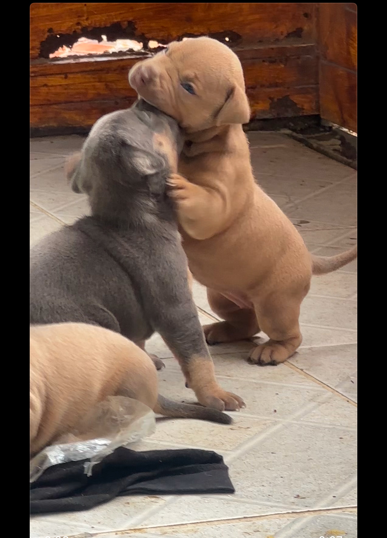 animales y mascotas - pitbull american con blue 2
