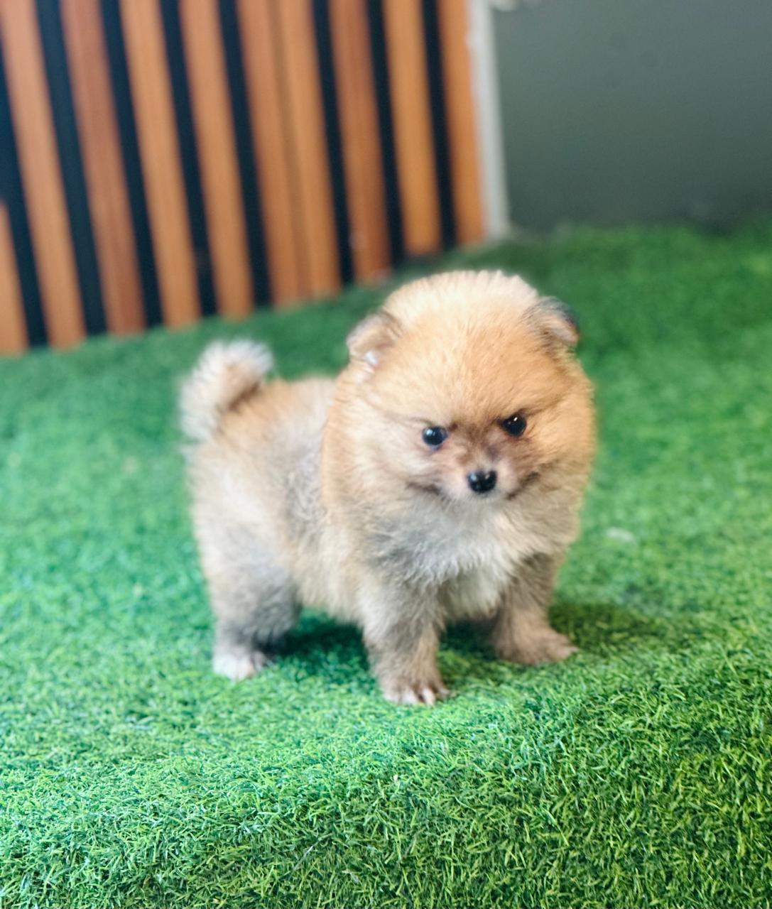 animales y mascotas - Pomerania  0