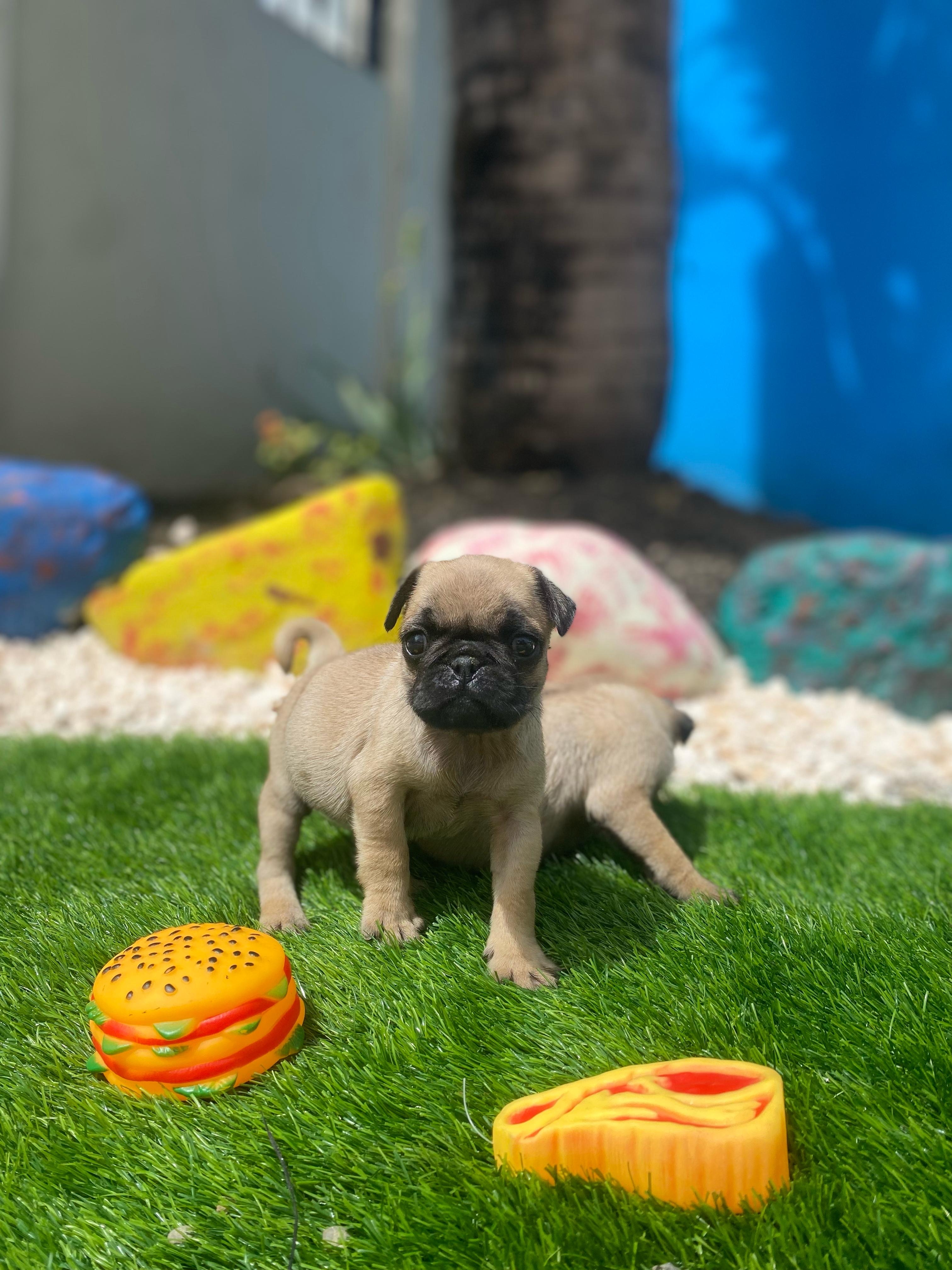 animales y mascotas - Pug