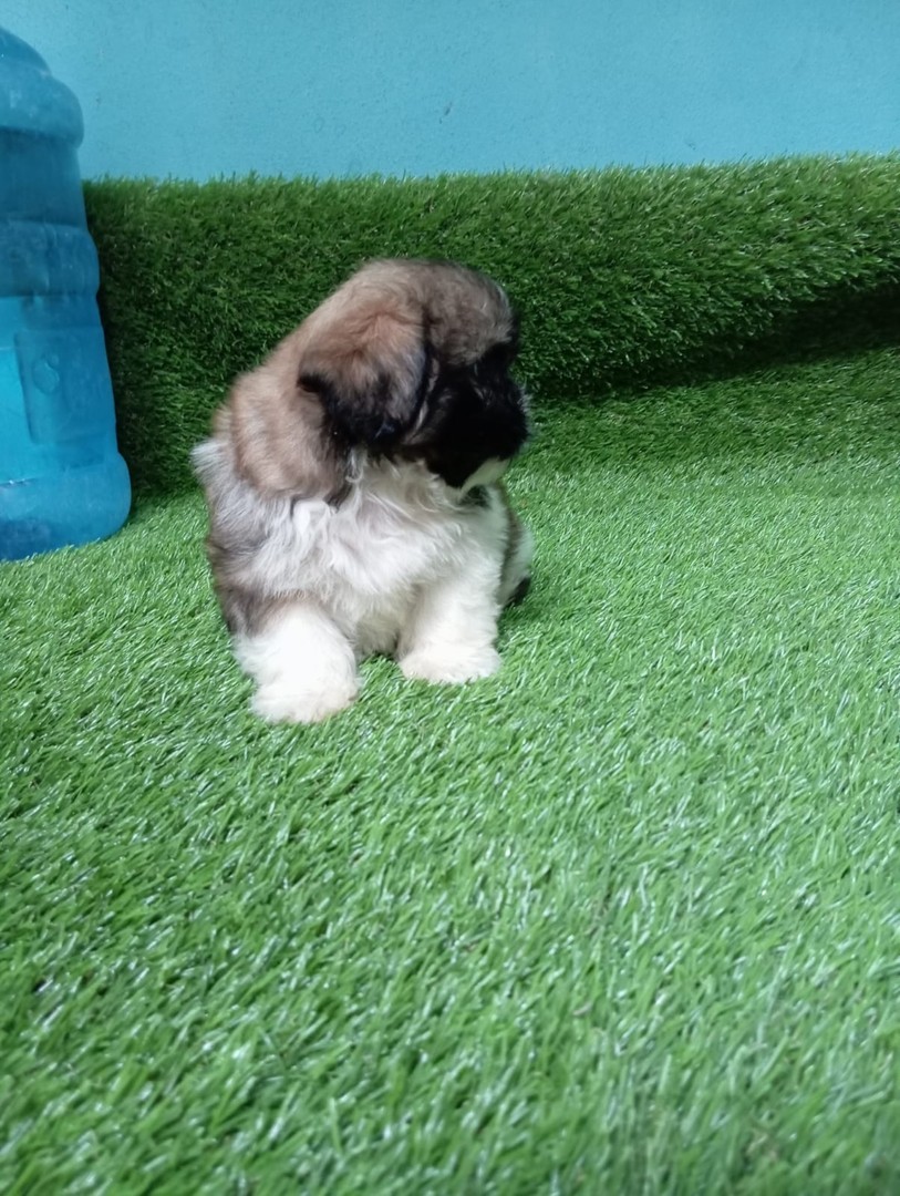 animales y mascotas - Shih tzu hembra y macho. Dog, pet, mascotas, cachorro, perro, shihtzu, chizu, 2