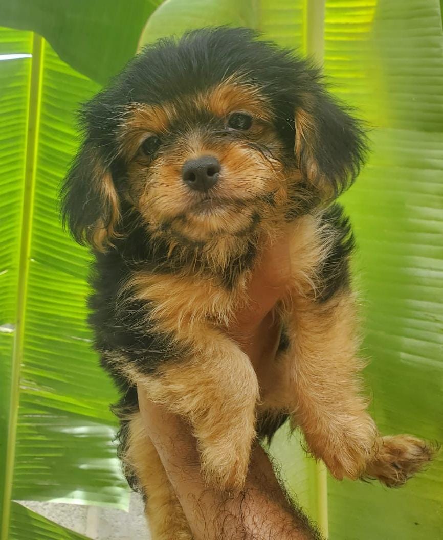 animales y mascotas - Mix Yorkie hembra  0