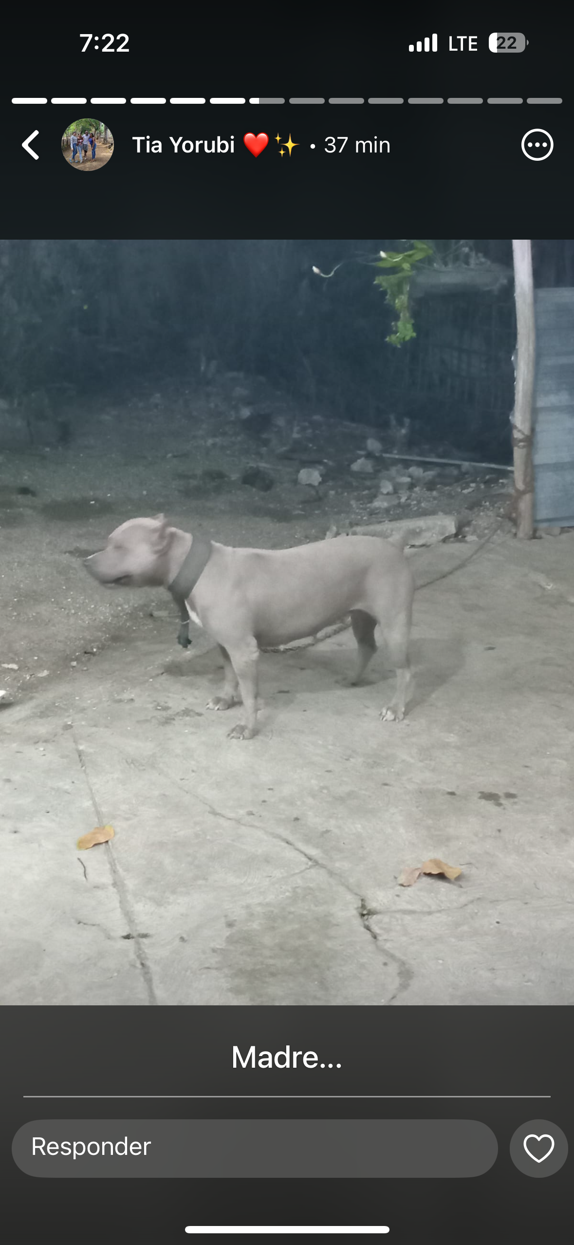 animales y mascotas - Pit bull  8