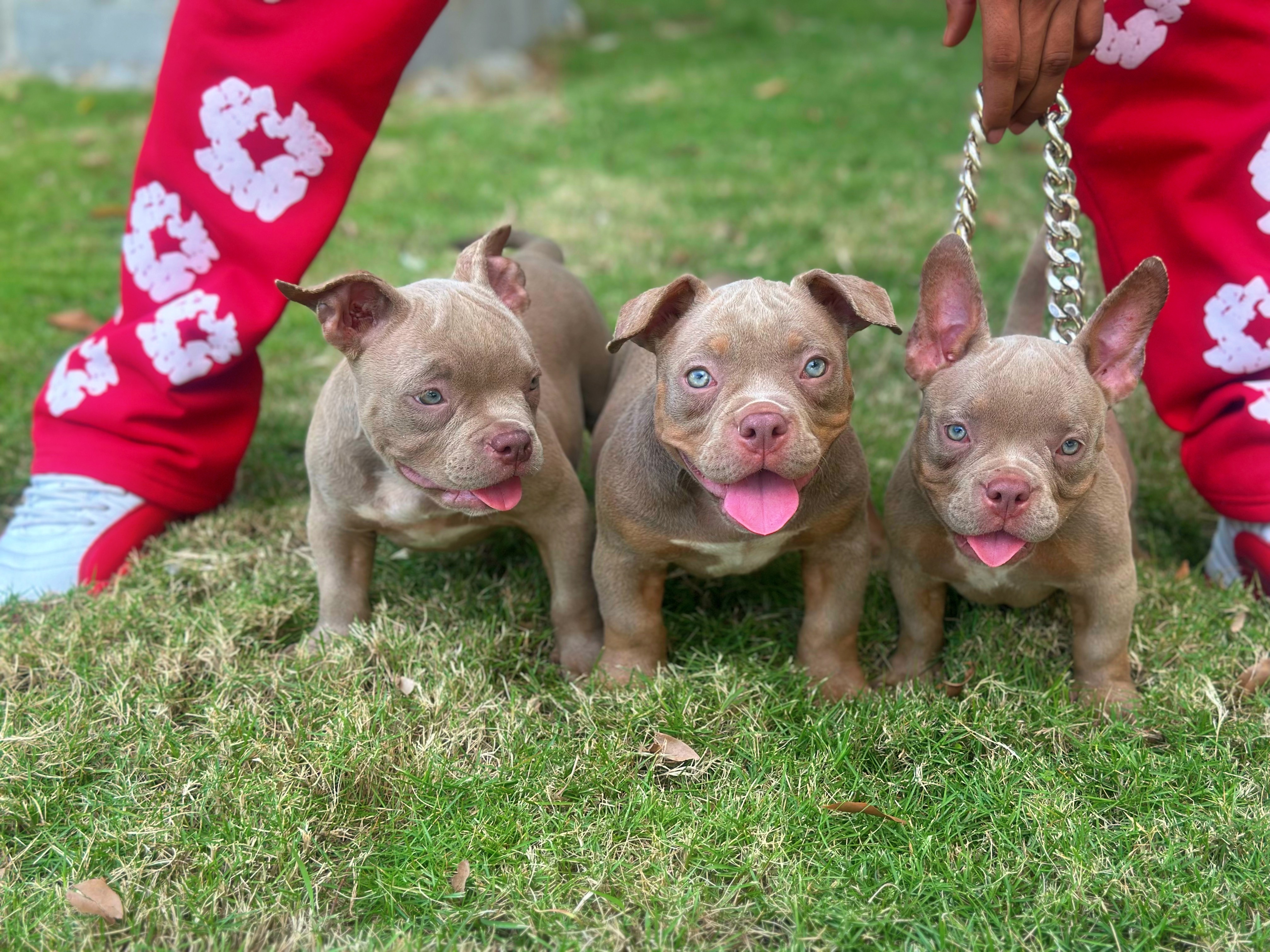 animales y mascotas - American BULLY Micro con PEDIGREE 2