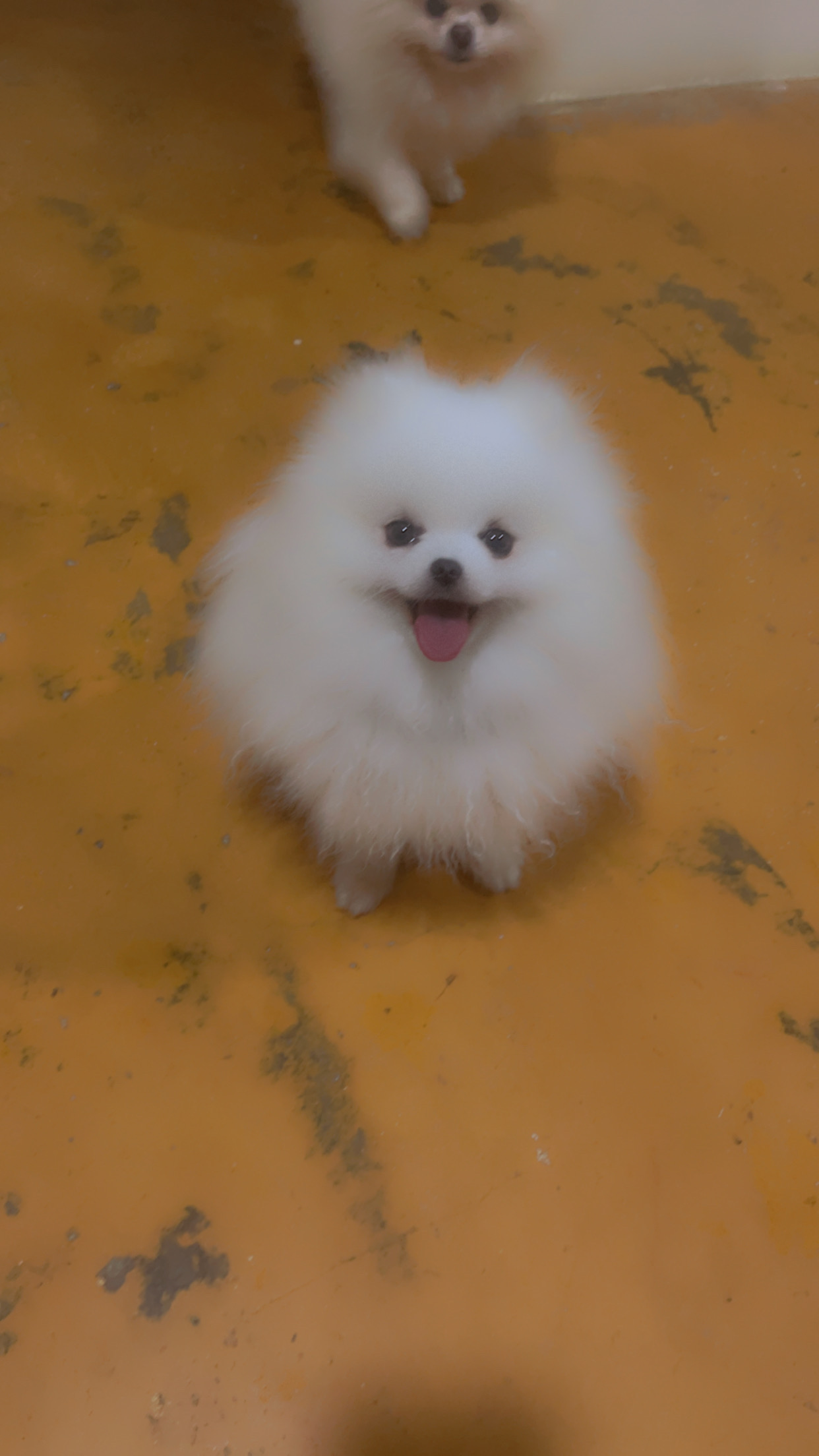 animales y mascotas - Pomerania padrote 2
