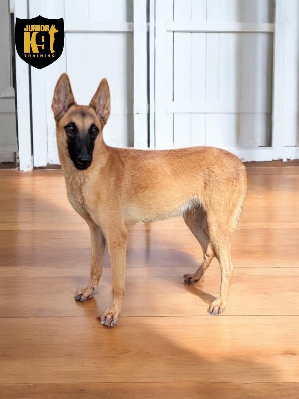 animales y mascotas - Pastor Belga Malinois  2