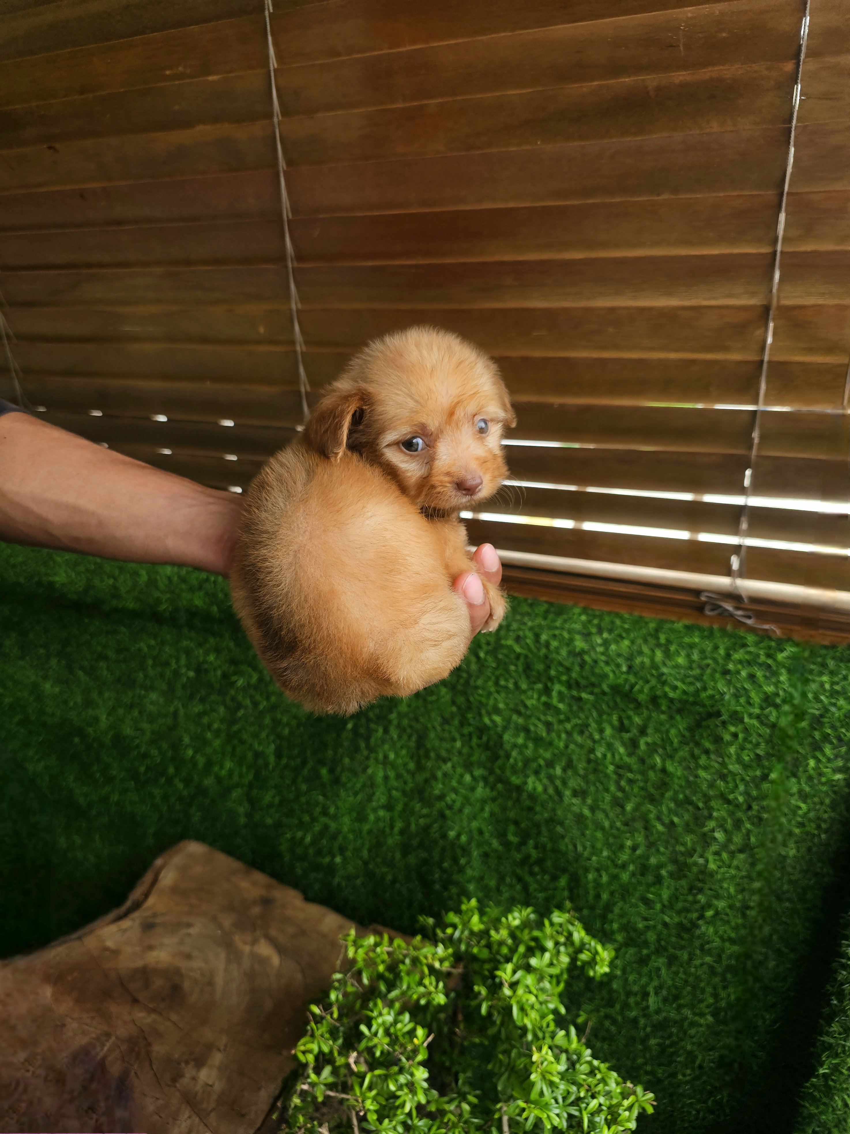 animales y mascotas - Poodle mix mariposa  4