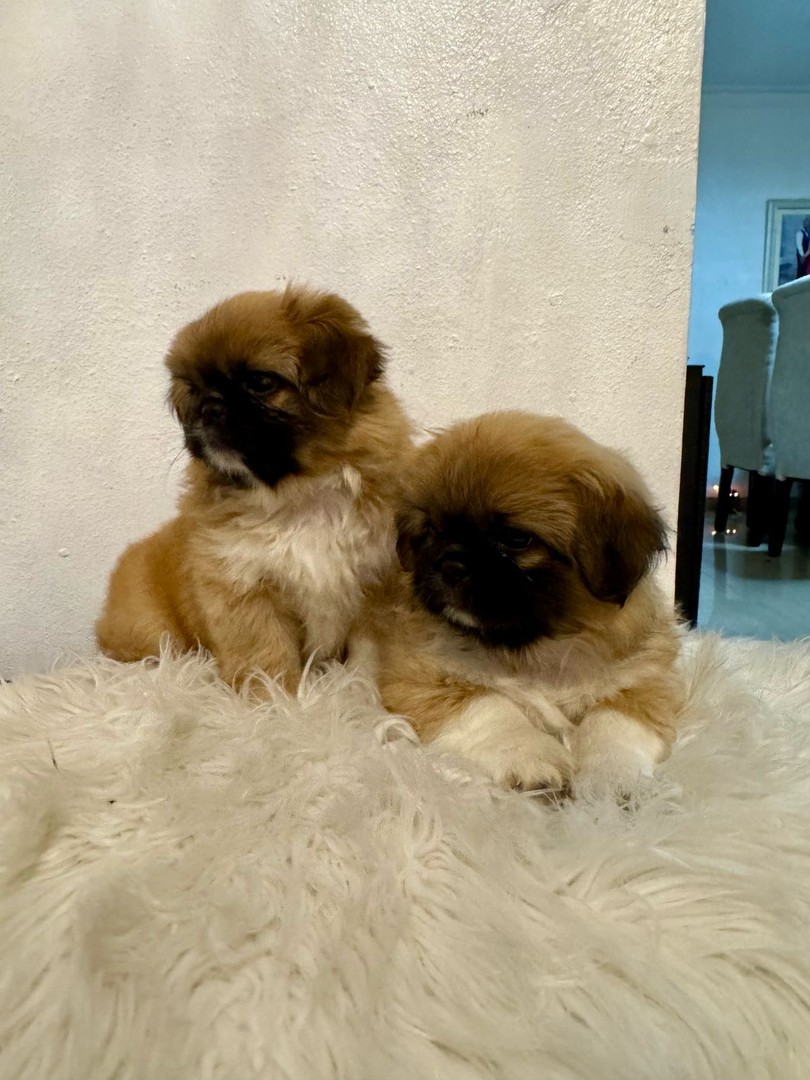 animales y mascotas - Tierno cachorro macho pekinés / pequinés en venta 5