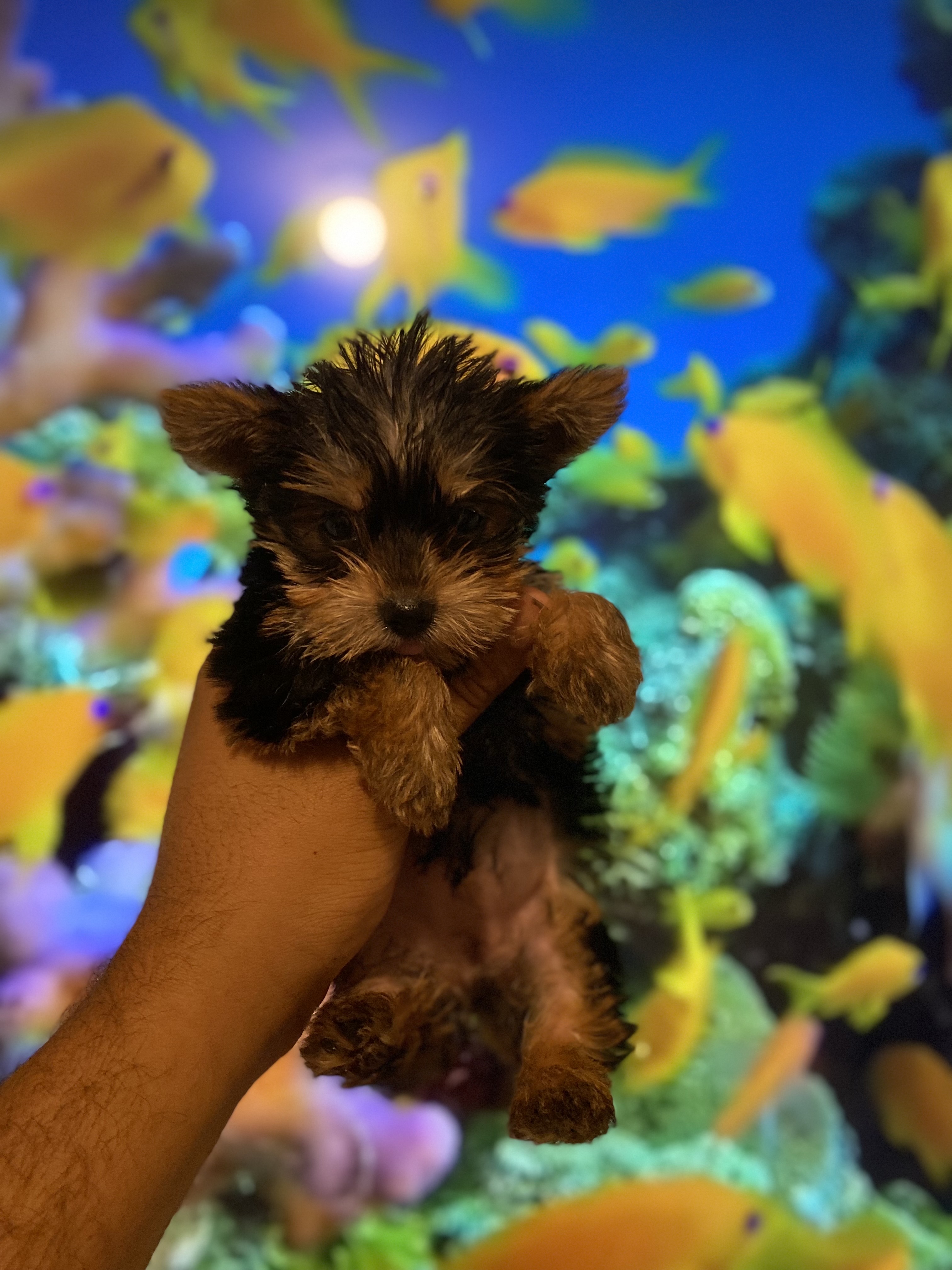 animales y mascotas - yorkie mini