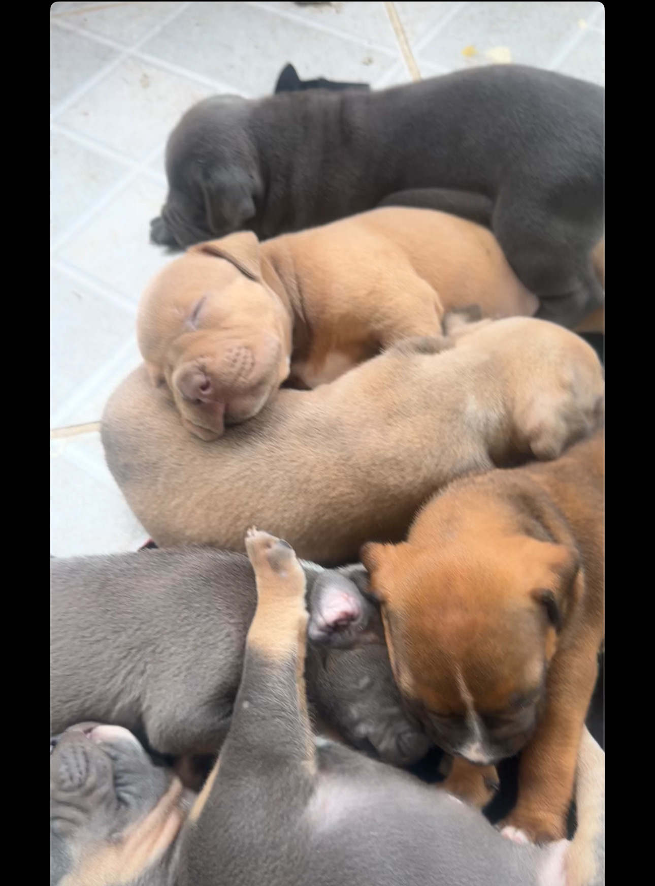 animales y mascotas - pitbull american con blue 3