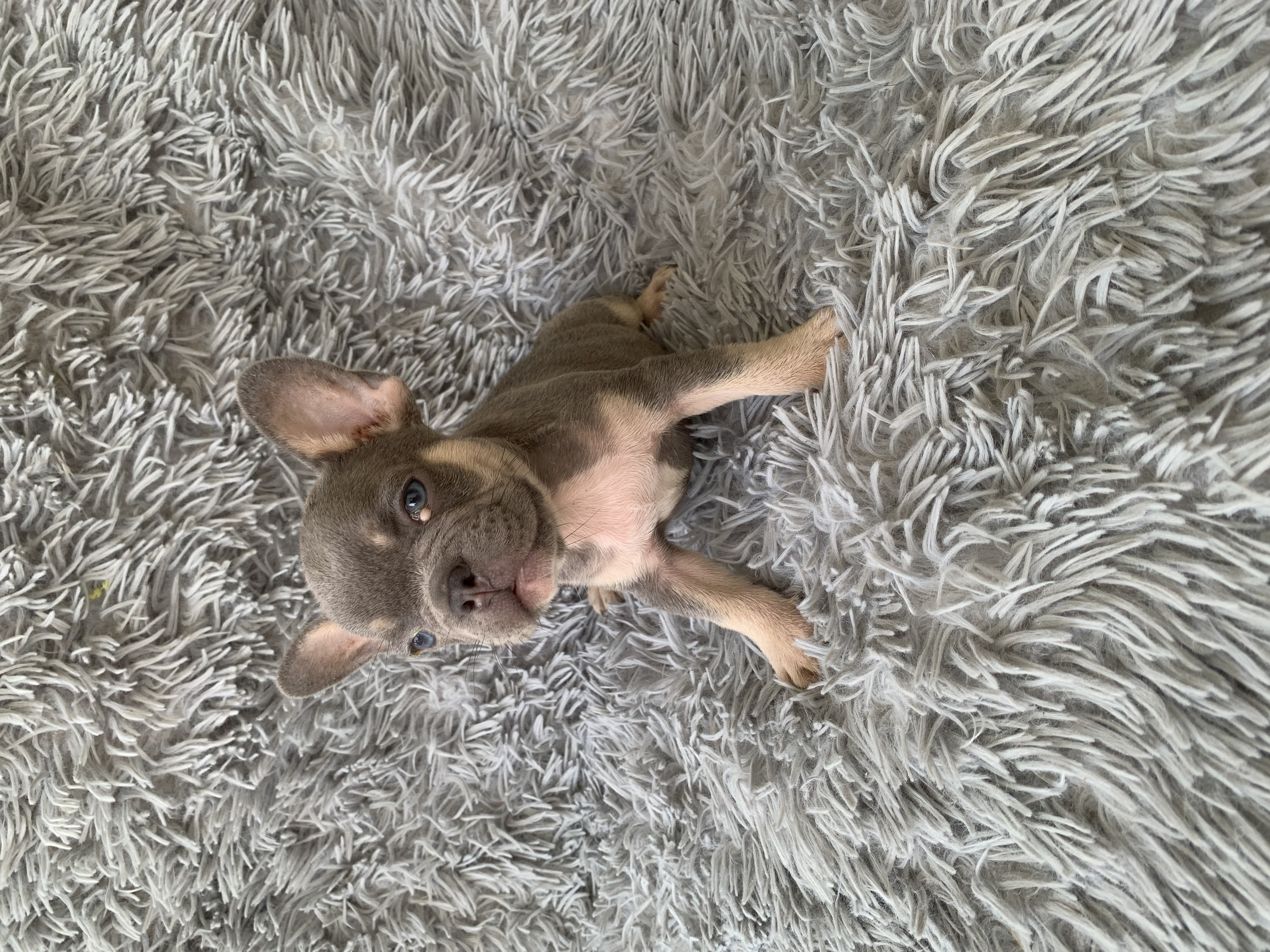 animales y mascotas - Bulldog Francés  7