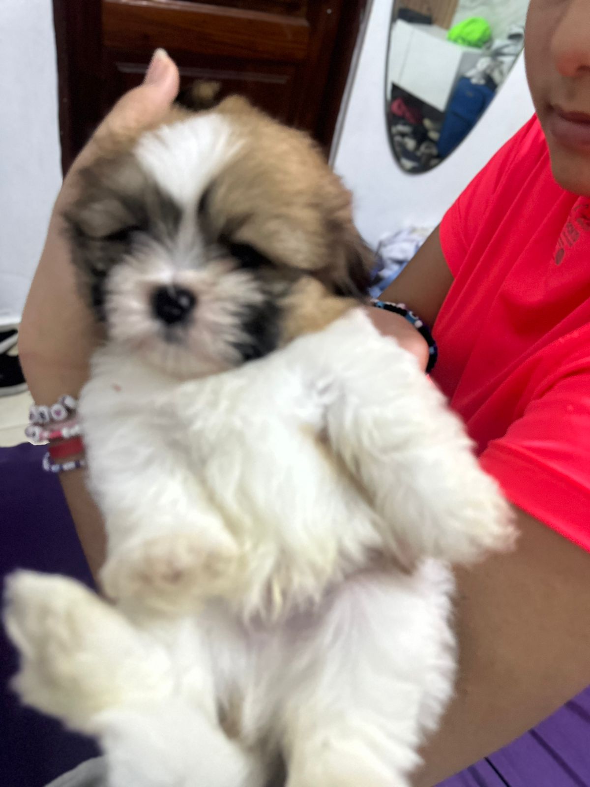 animales y mascotas - VENDO PERROS SHIHTZU 2 VARONES  VACUNADOS  0