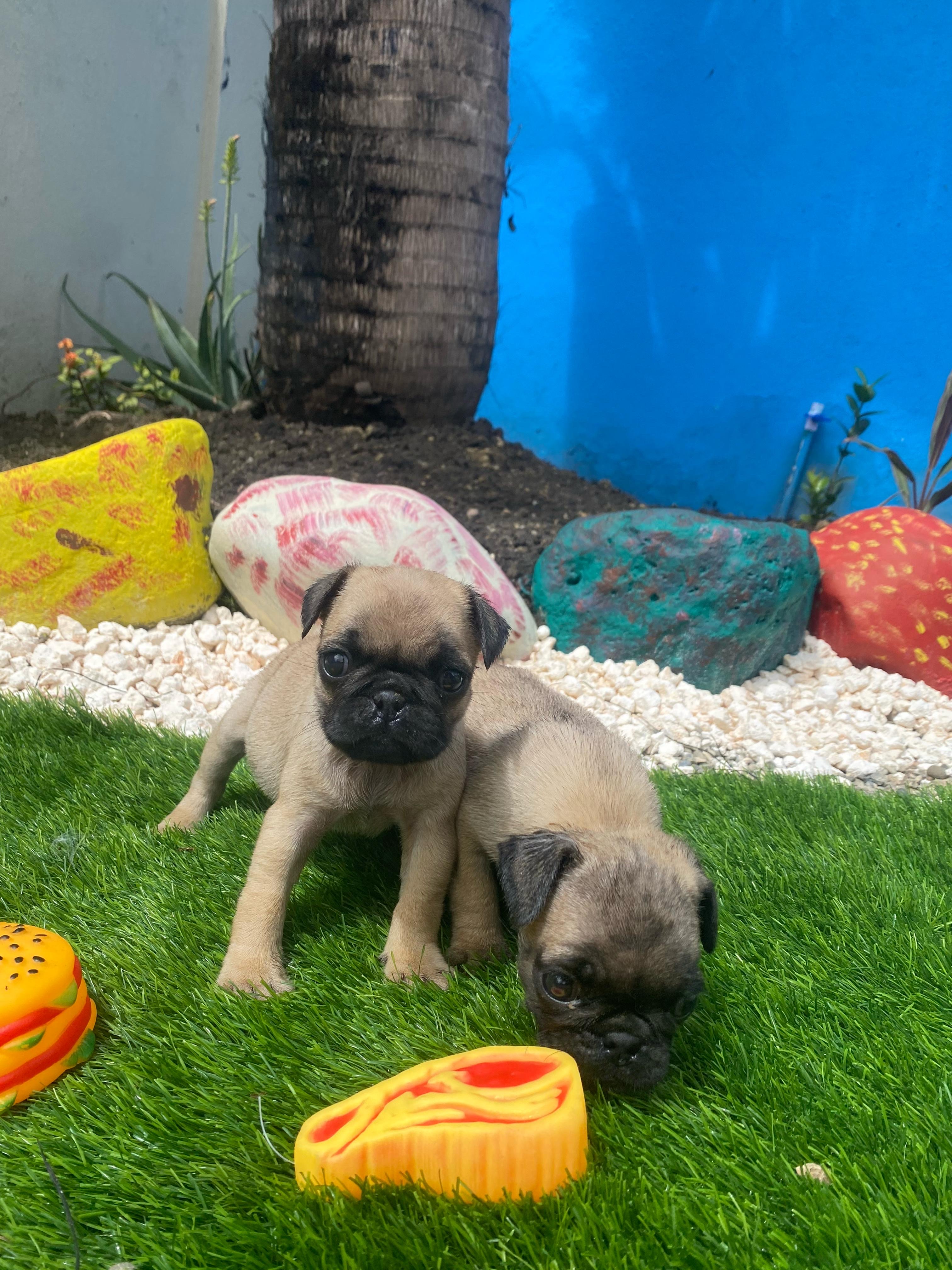 animales y mascotas - Pug 1