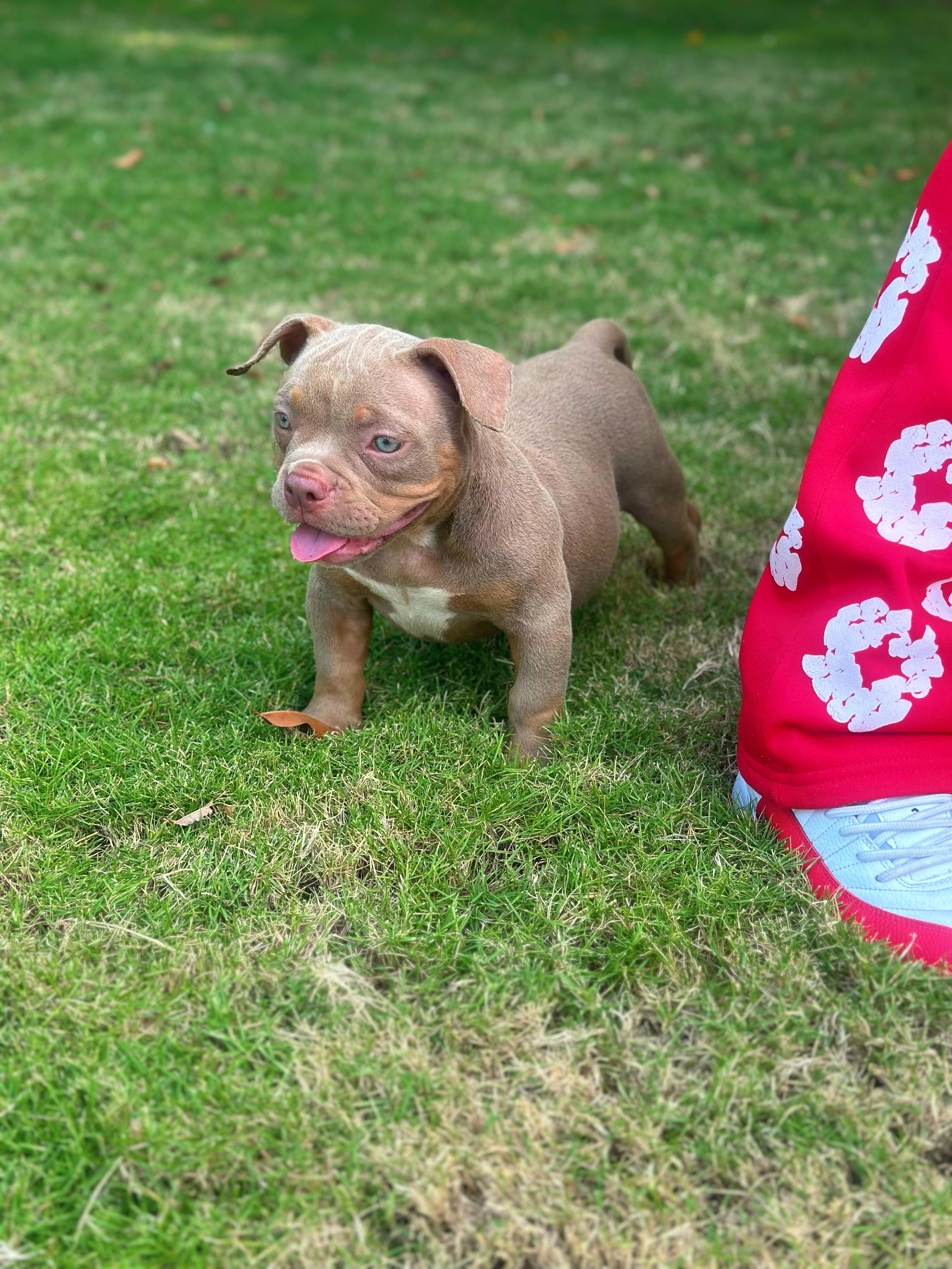 animales y mascotas - American BULLY Micro con PEDIGREE 3