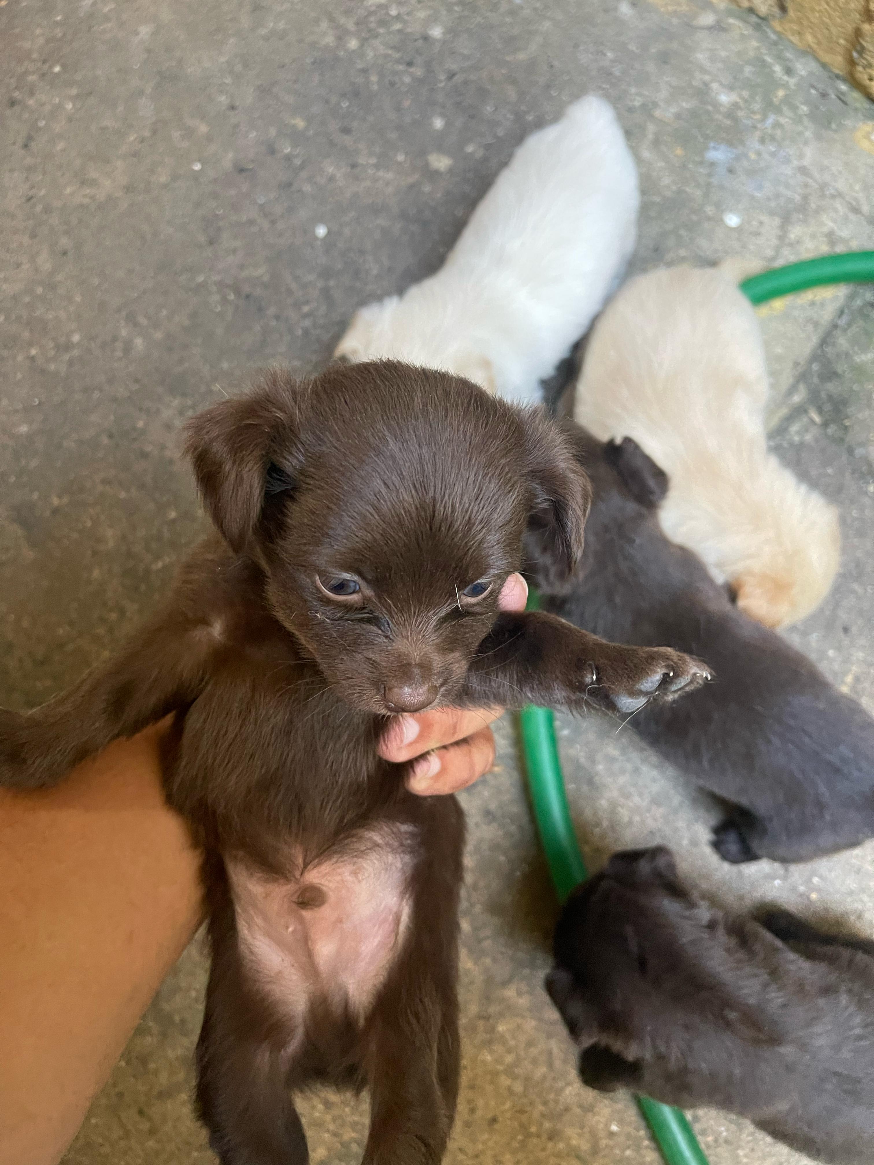 animales y mascotas - Perro Chihuahua mariposa 1