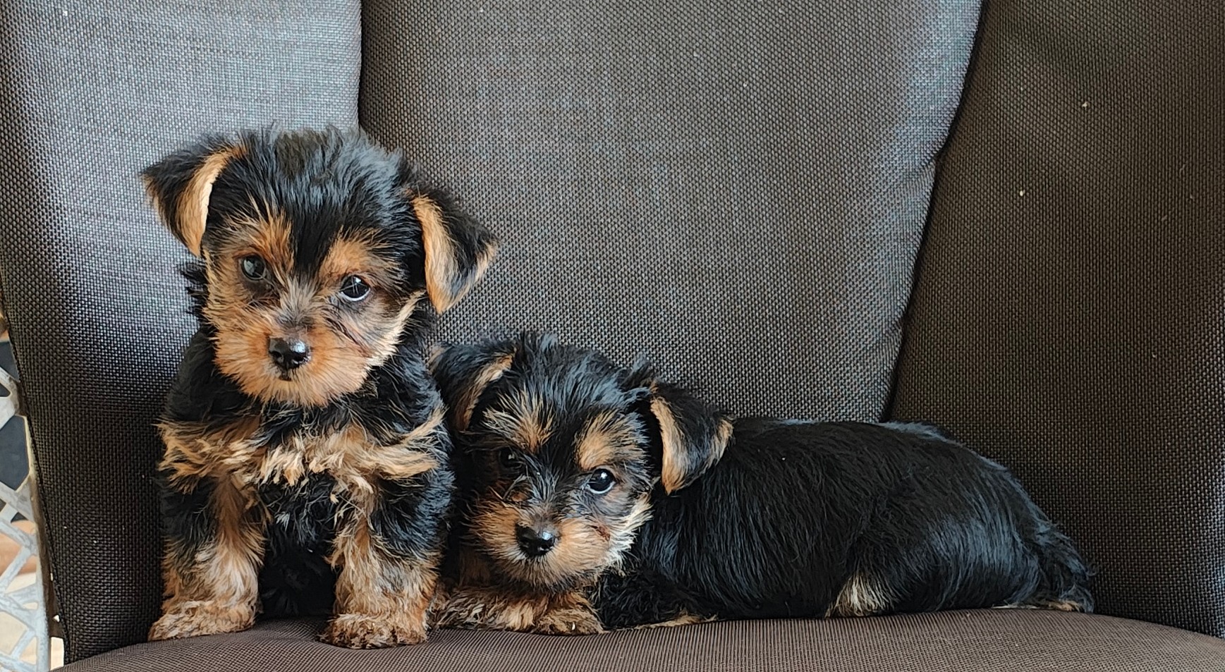 animales y mascotas - Yorki hembra 